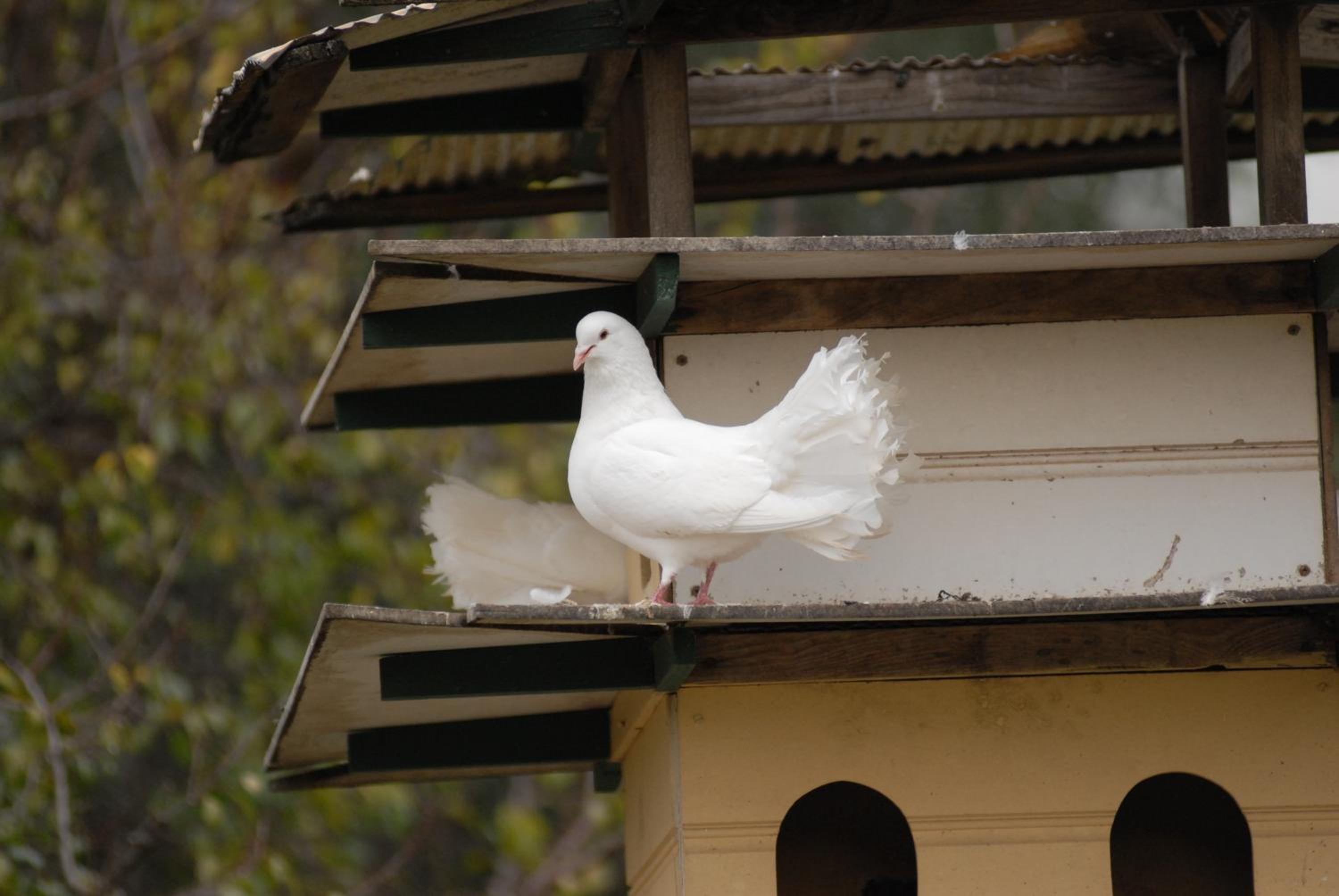 The Dove Cote