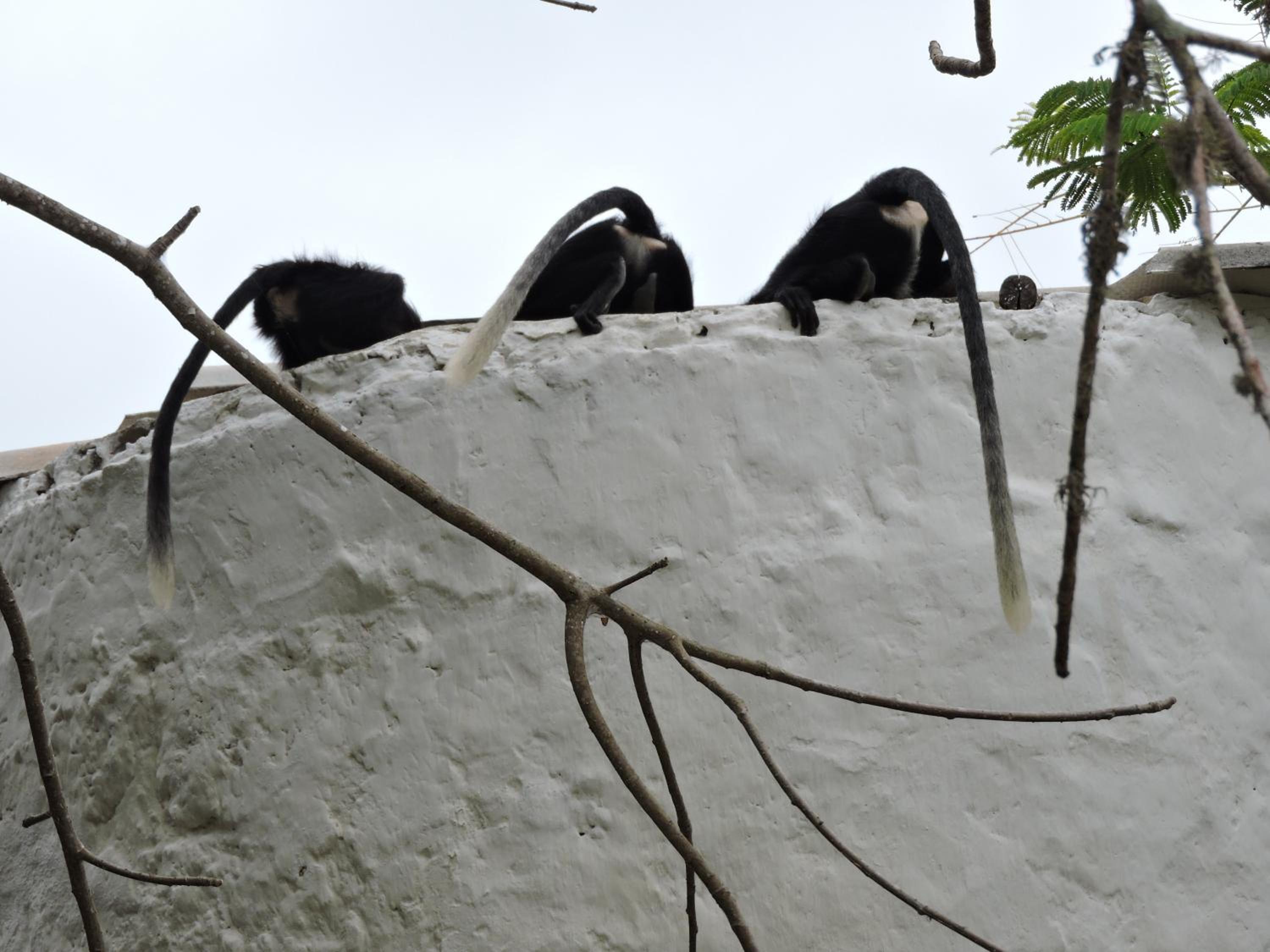 Diani Beachalets