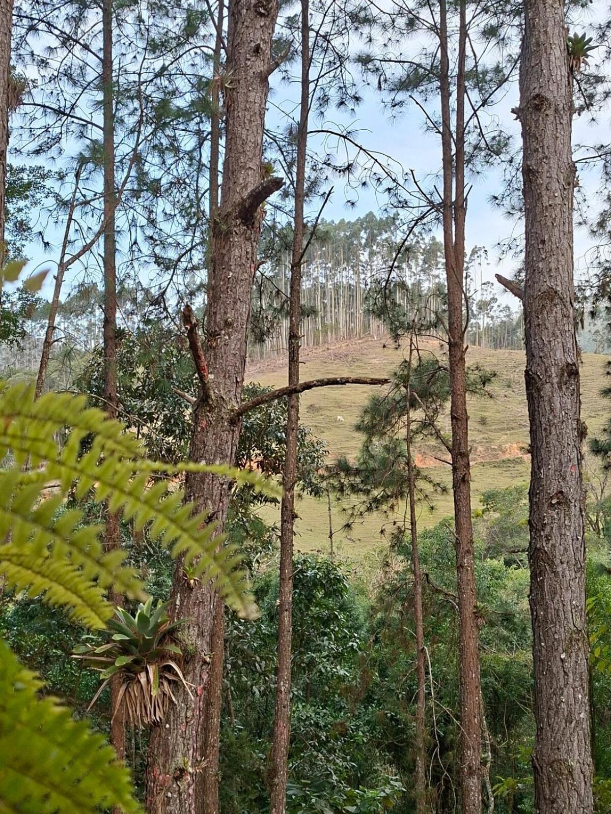 Cabana Beija Flor, a nest in nature