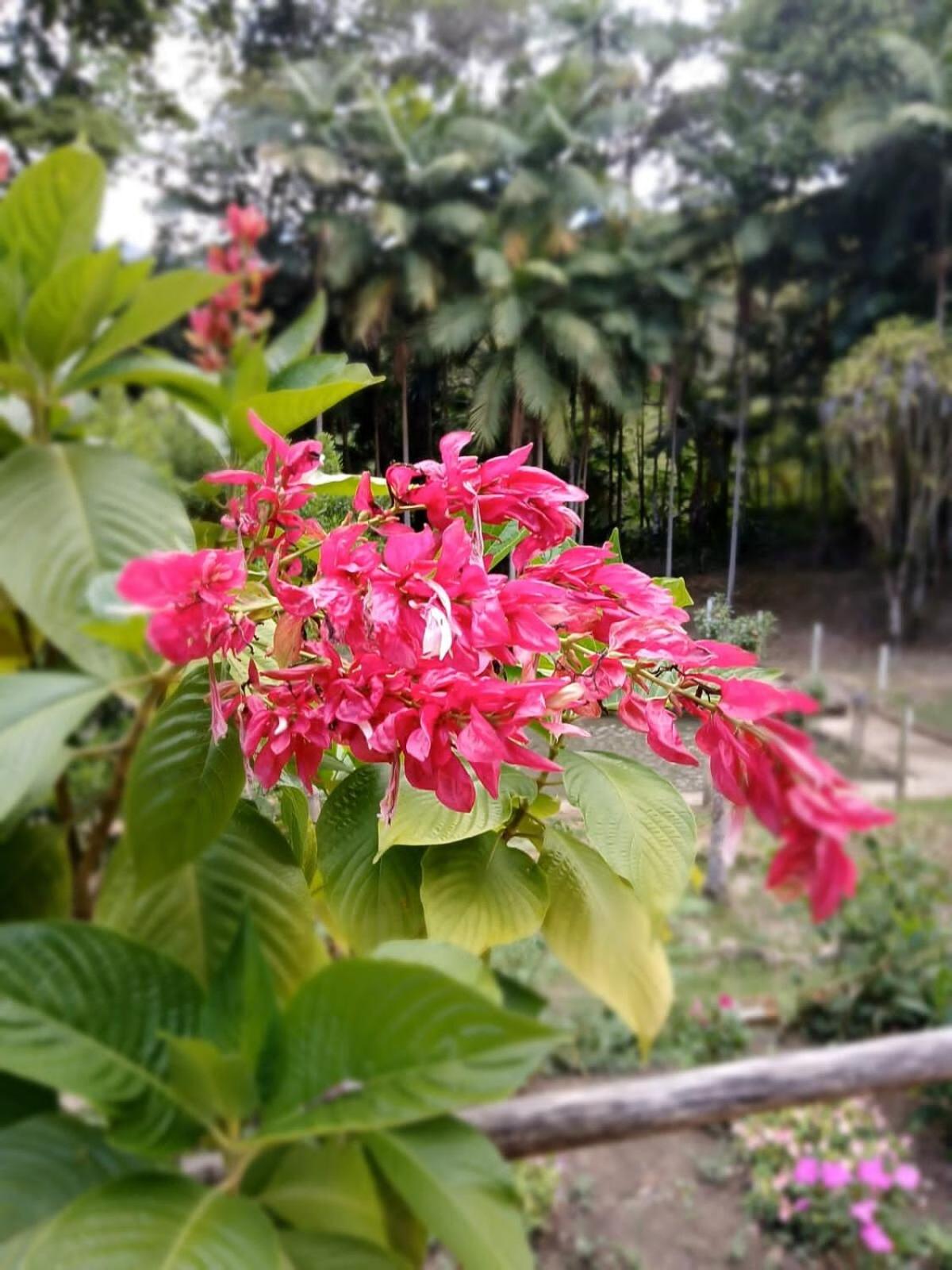 Cabana Beija Flor, a nest in nature
