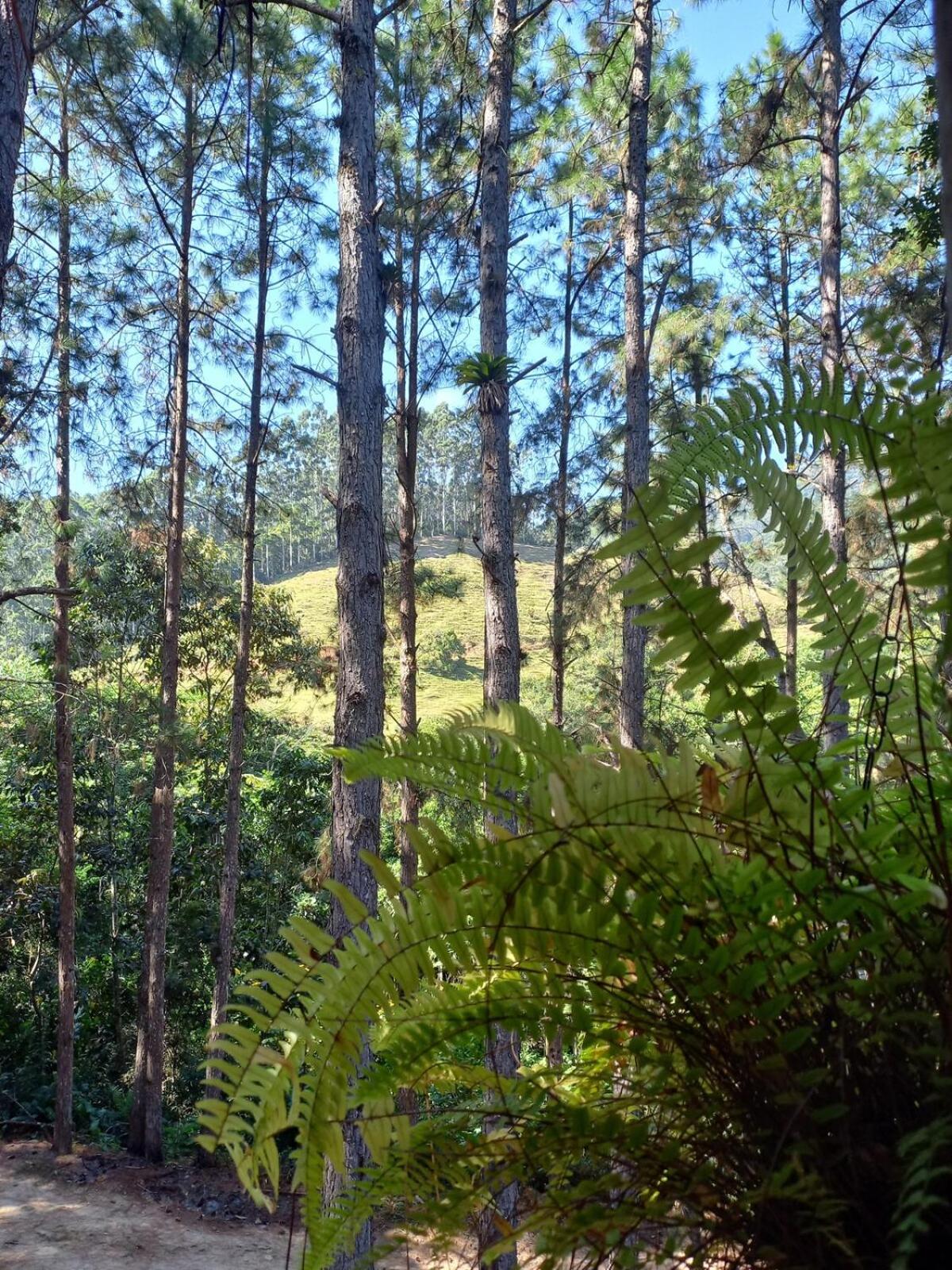 Cabana Beija Flor, a nest in nature