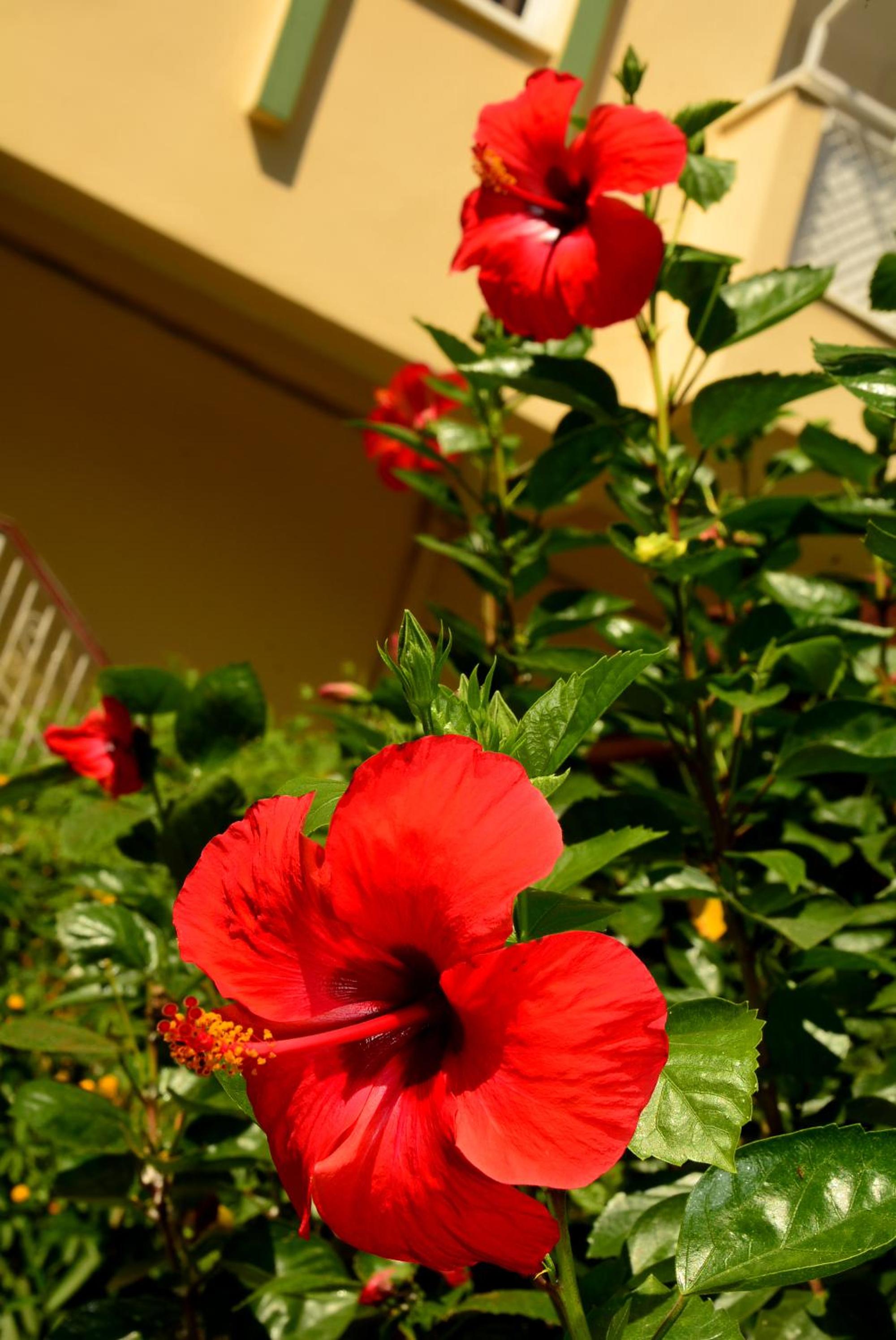 Melissa Garden Apart Hotel - Image 8