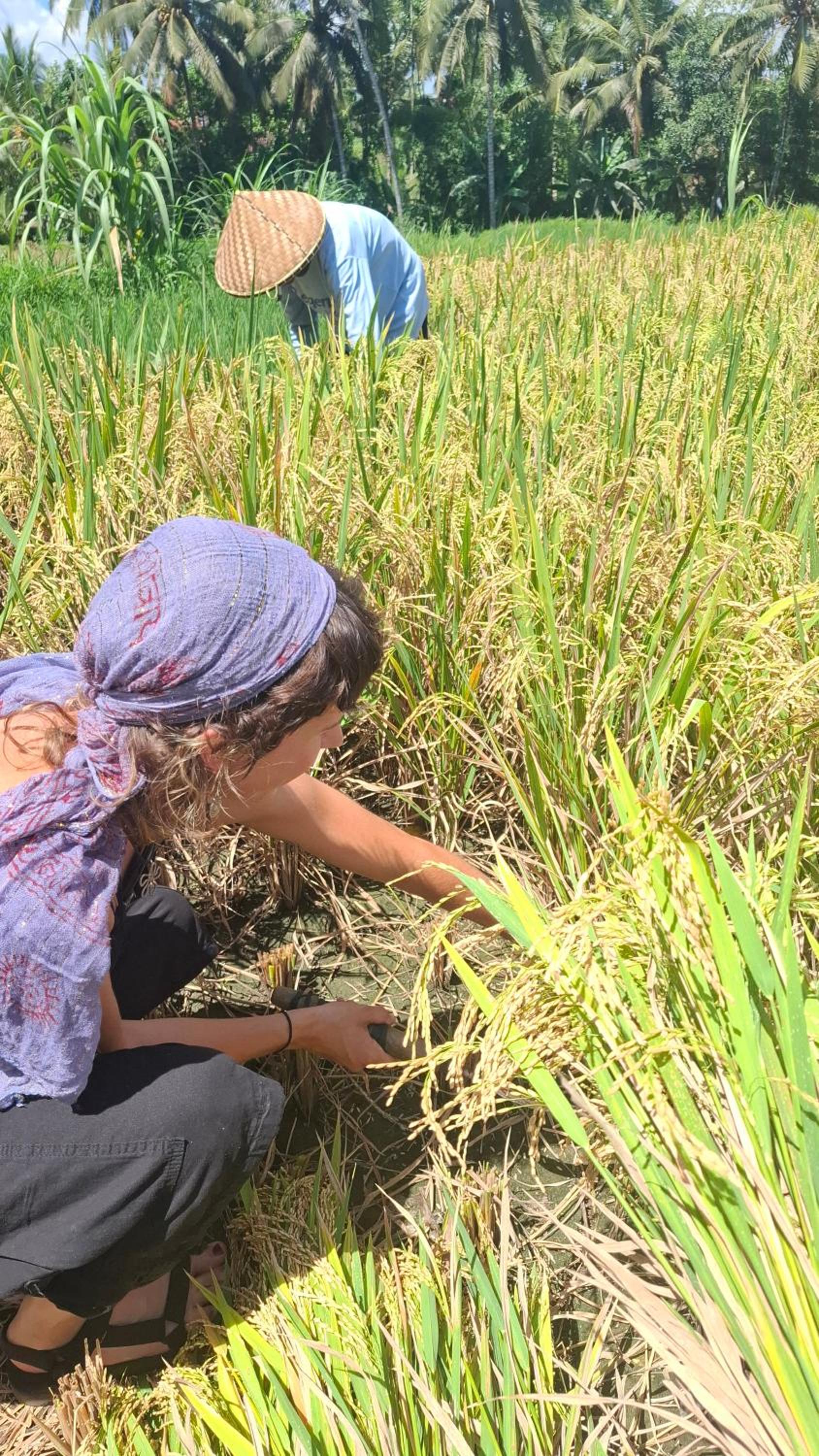 Bamboo Craft Homestay