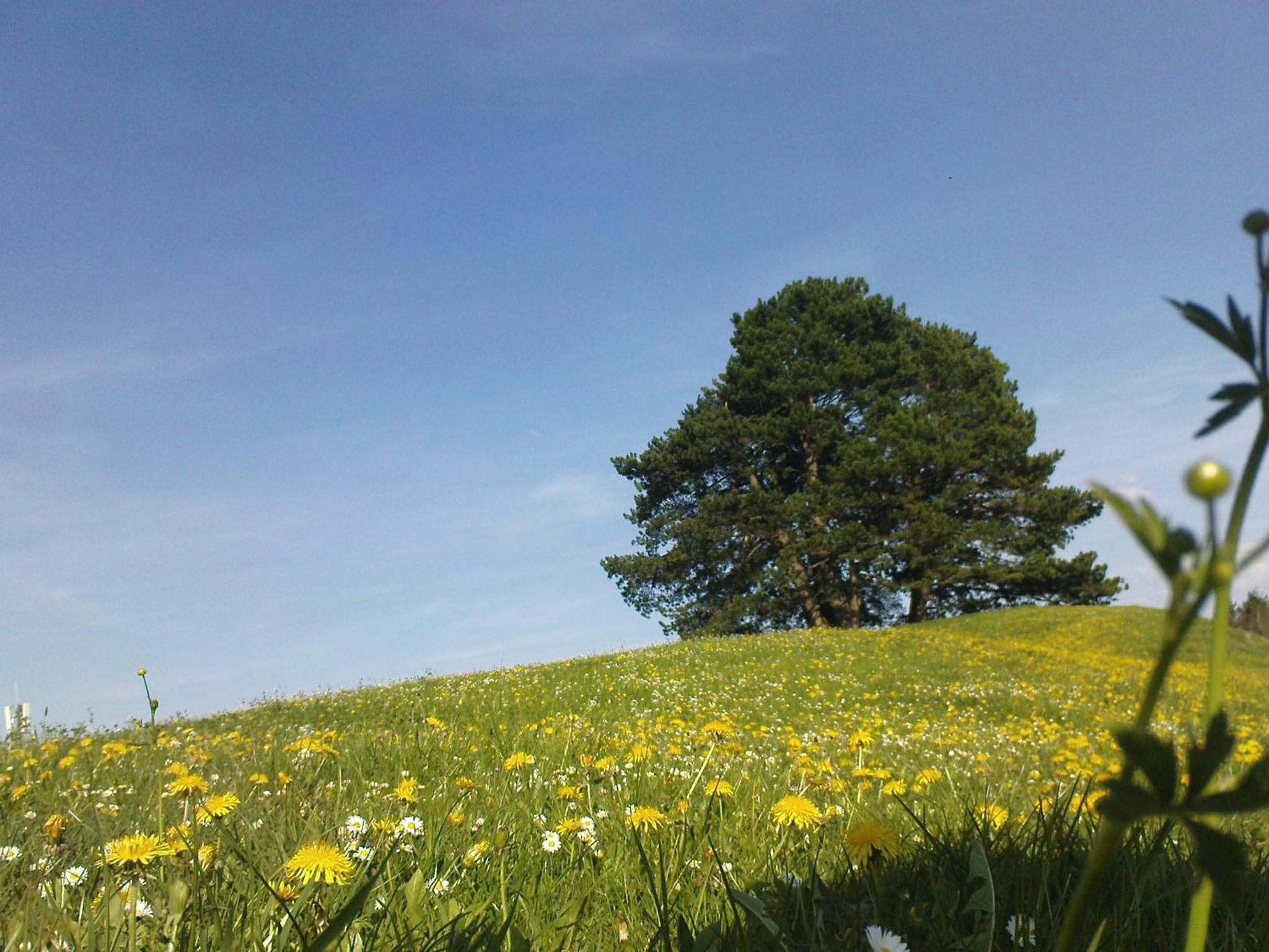 Photo 45