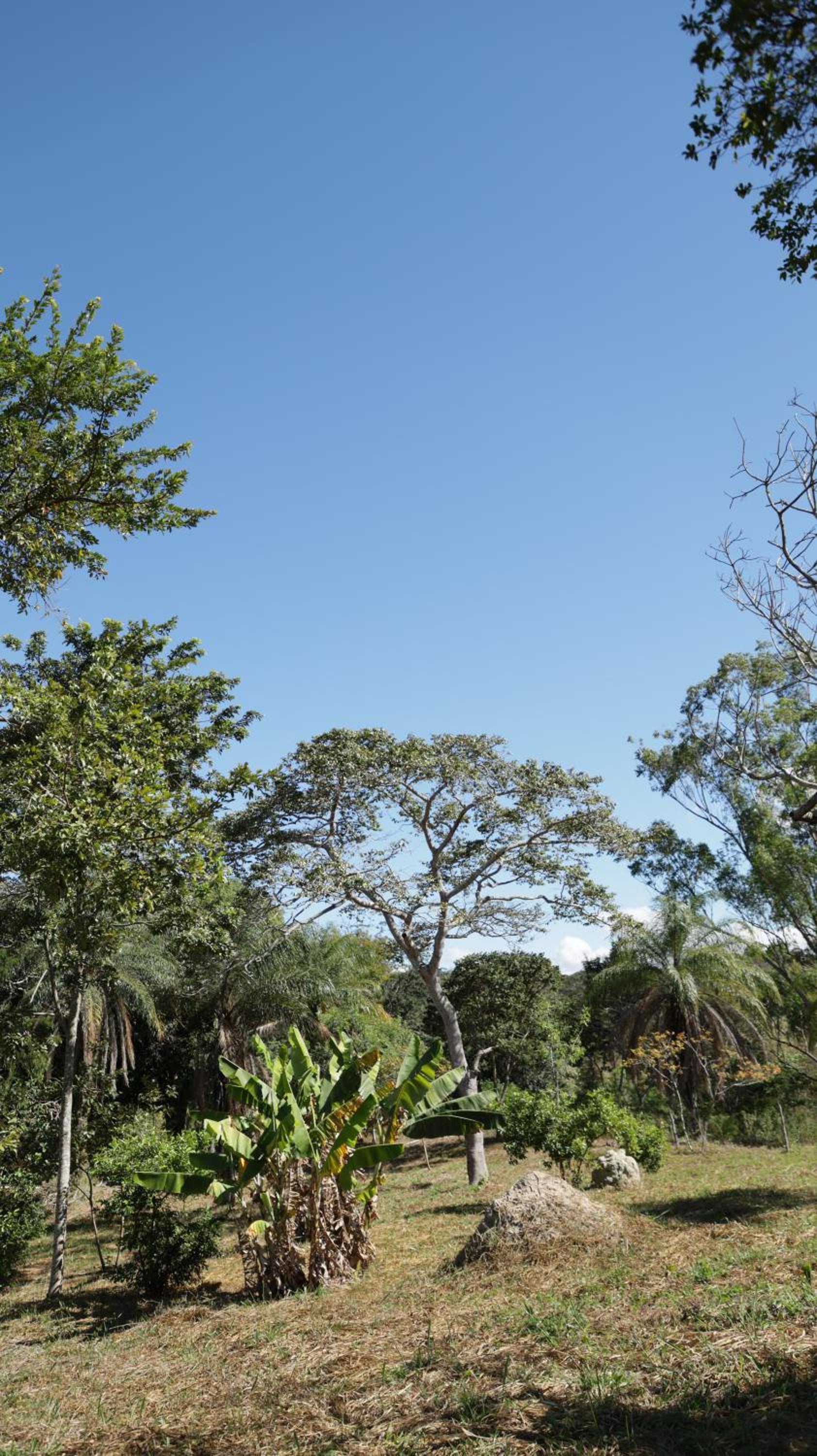 Canto das Árvores - Nova União MG