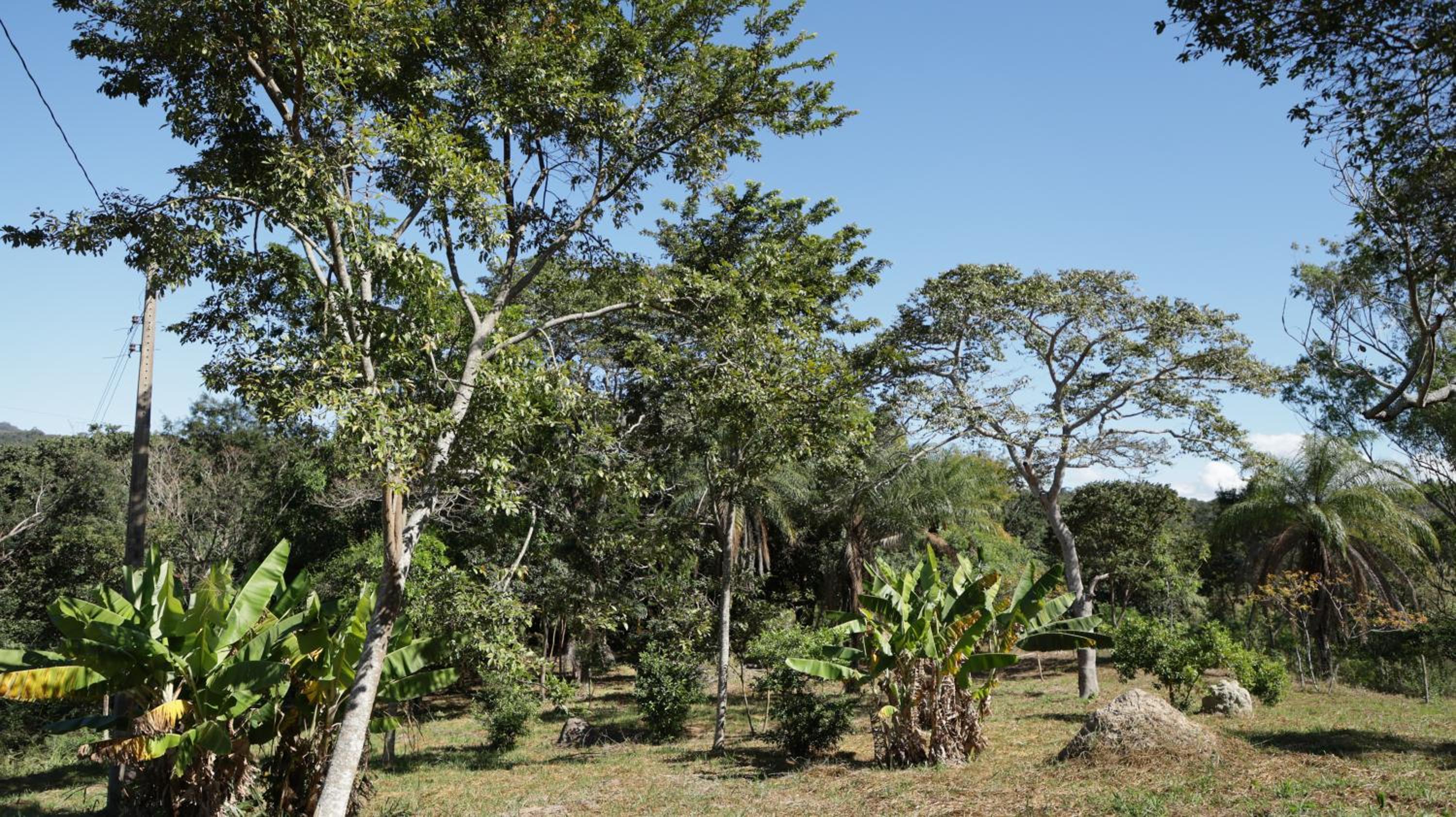 Canto das Árvores - Nova União MG
