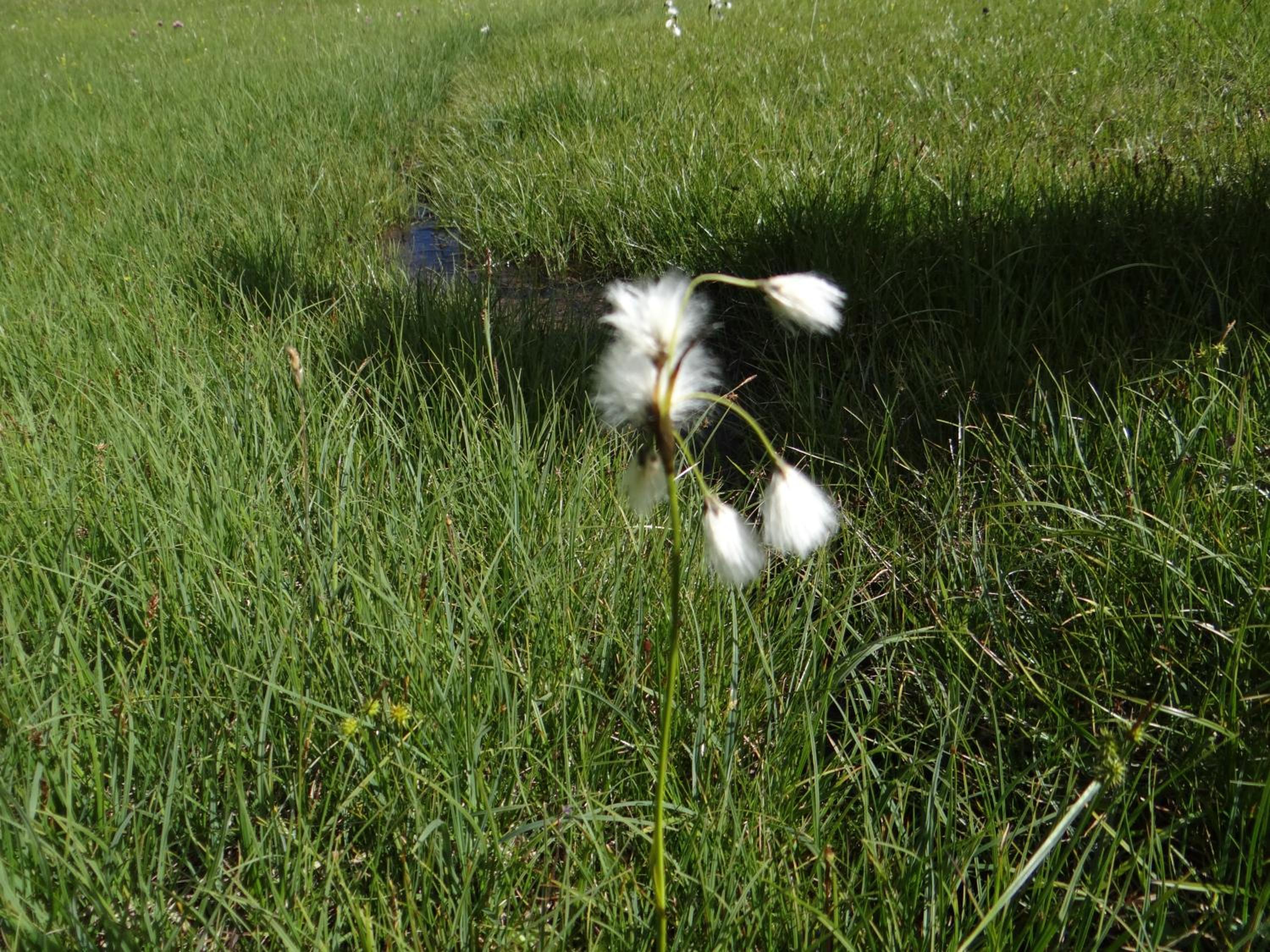 Photo 54