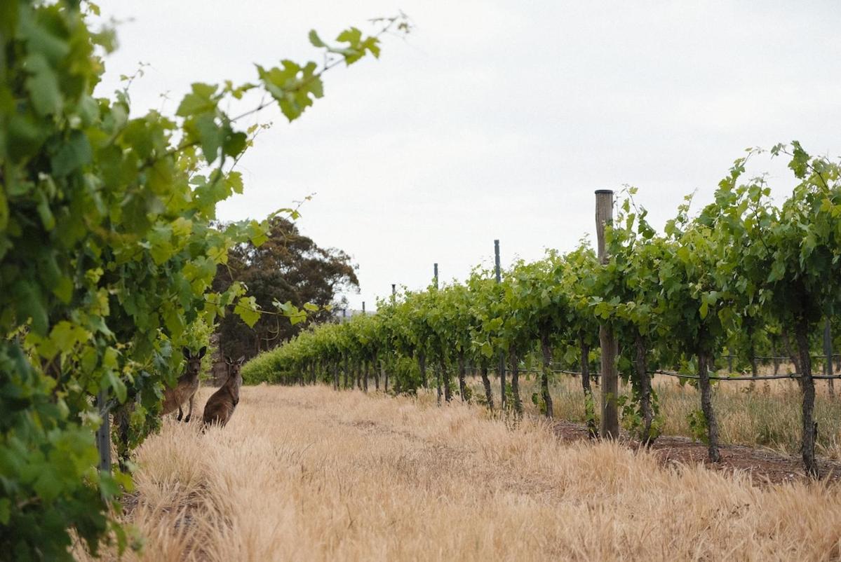 Wild Olive Cottage Clare Valley