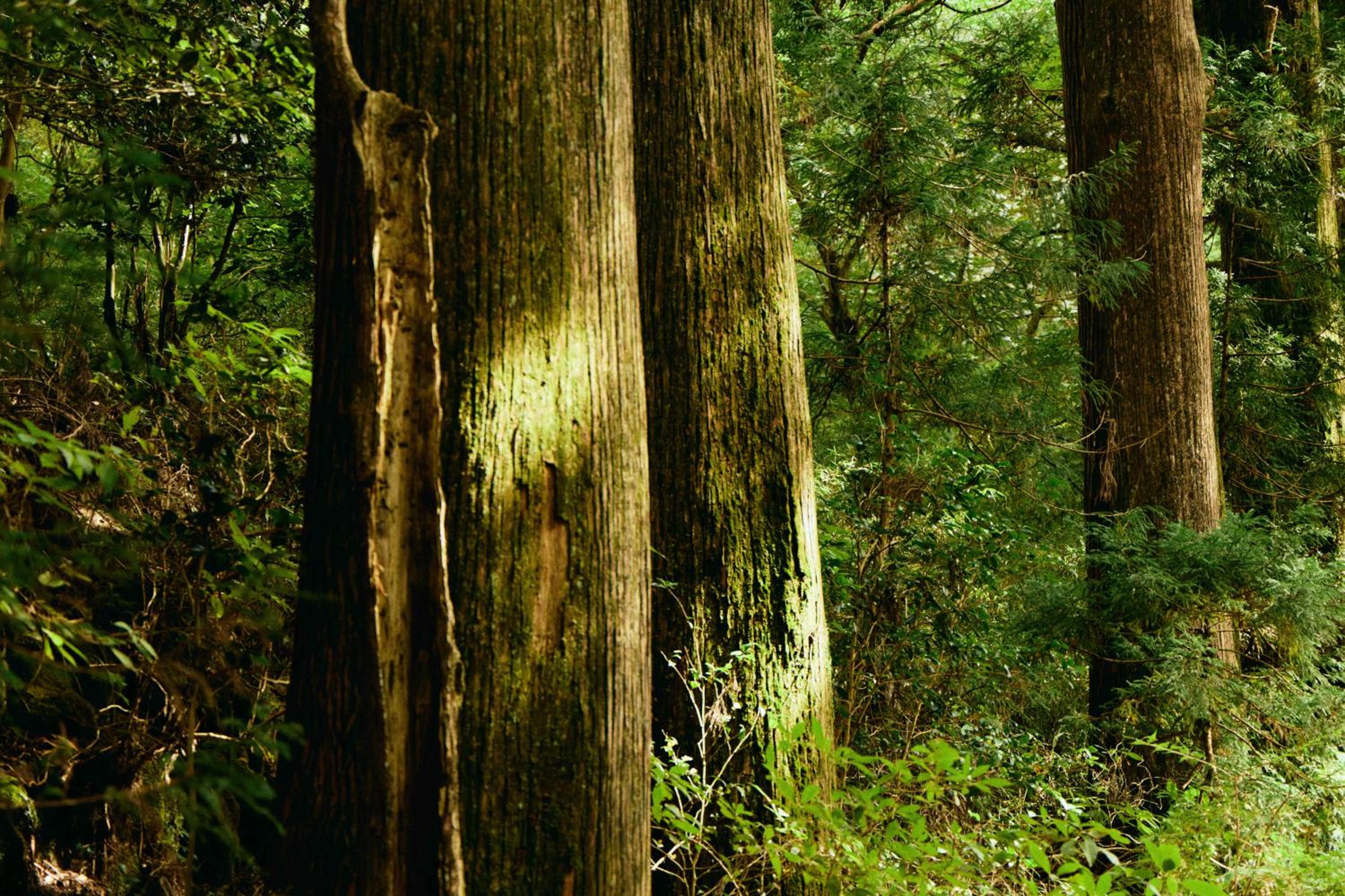 GEOSPOT Motohakone B 2025年10月 New Open