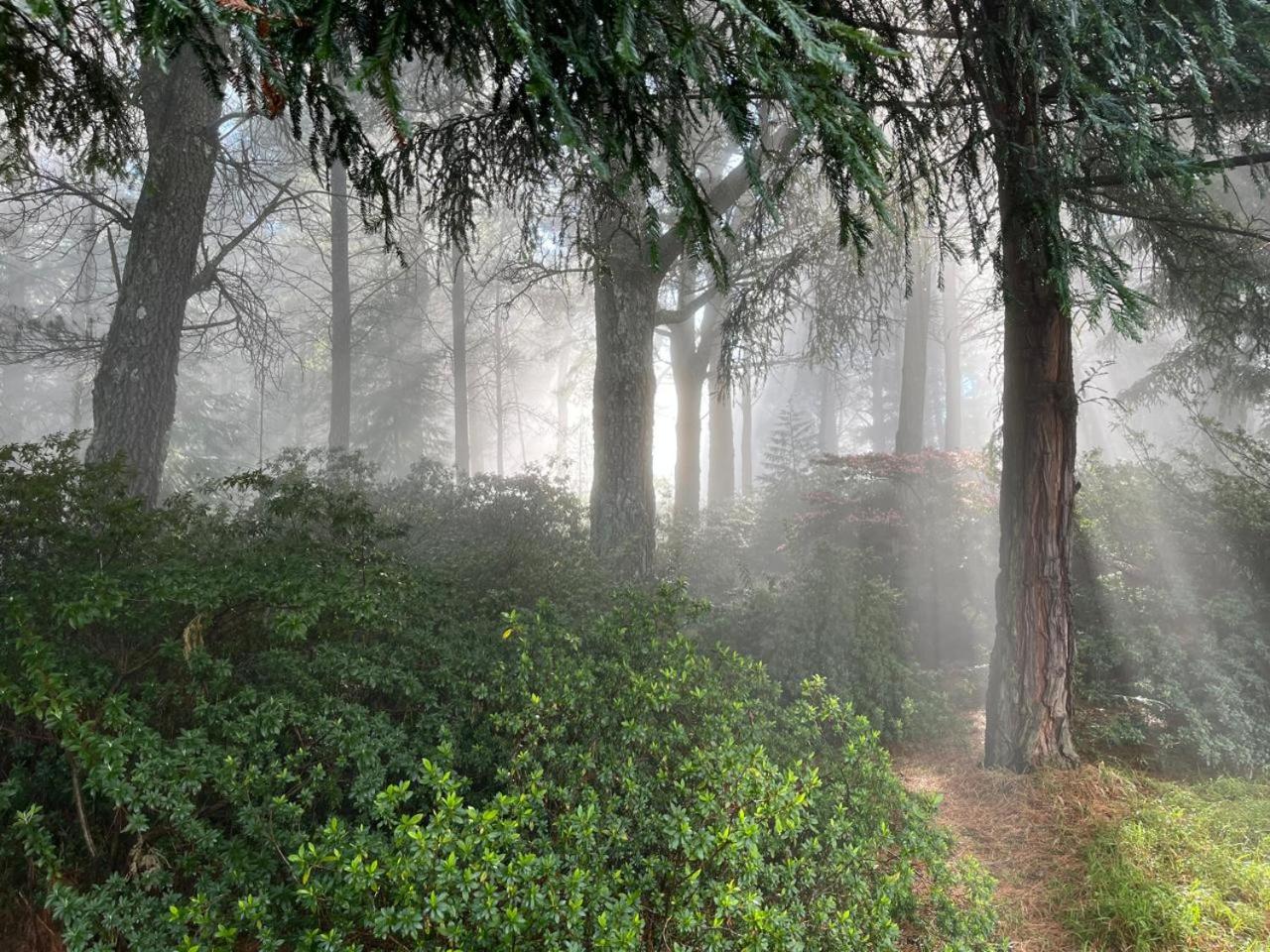 Enchanted Forest Cottage Escape!