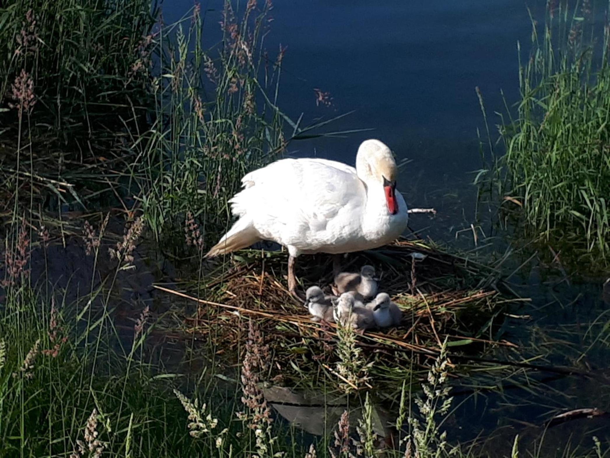 Appartements Bank Am See, photo 15