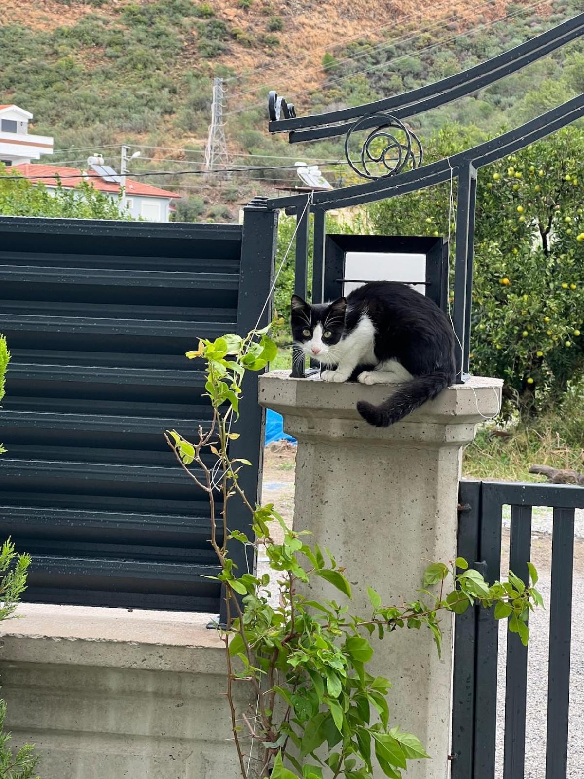 Mirşah SUİT
