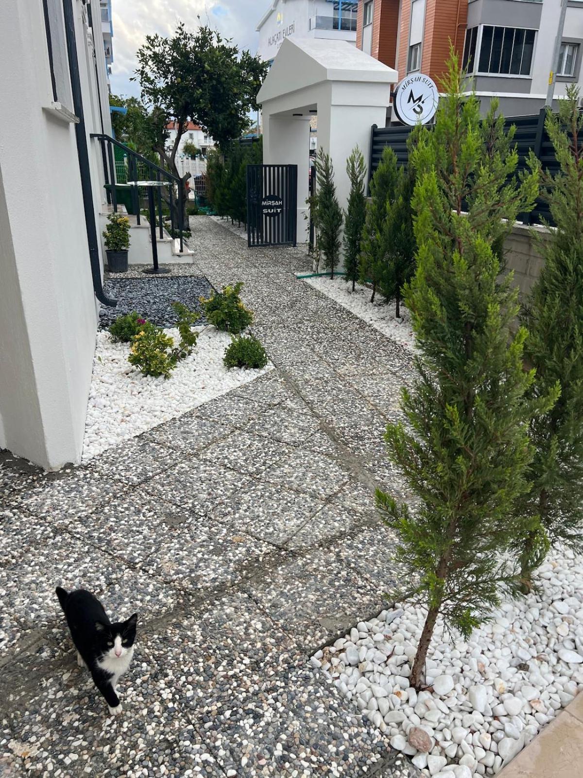 Mirşah SUİT