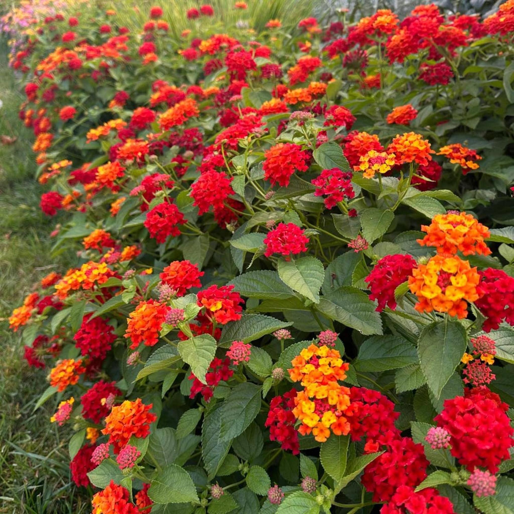 Apartamento Lantanas