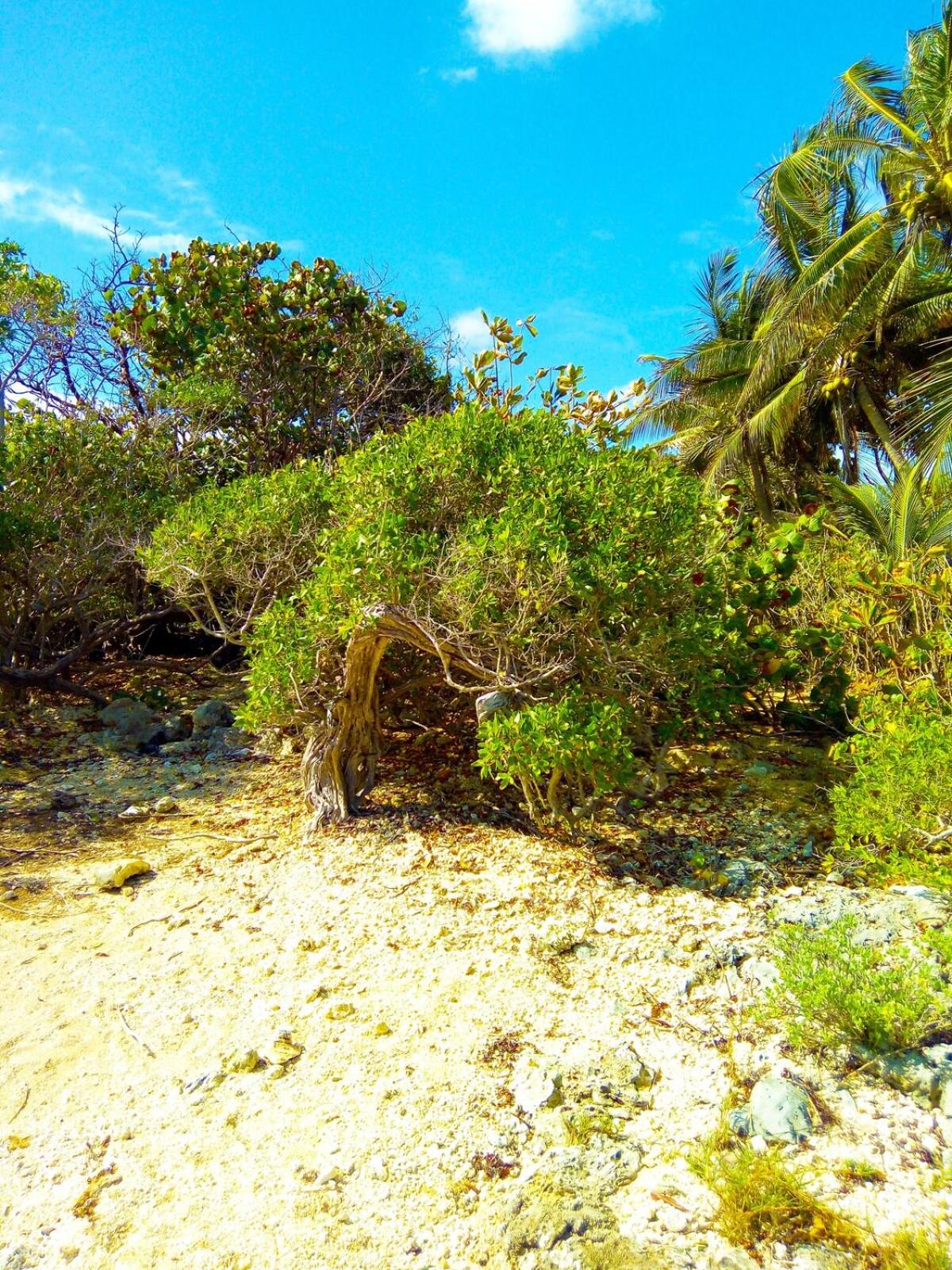 Miracle des Caraibes