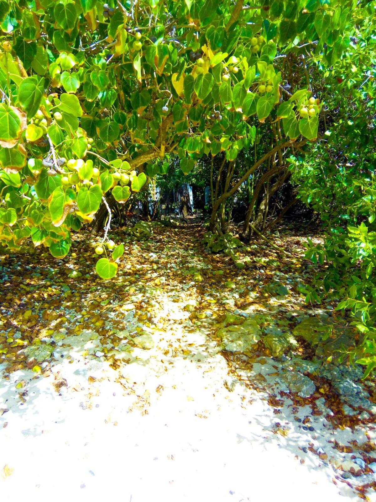 Miracle des Caraibes