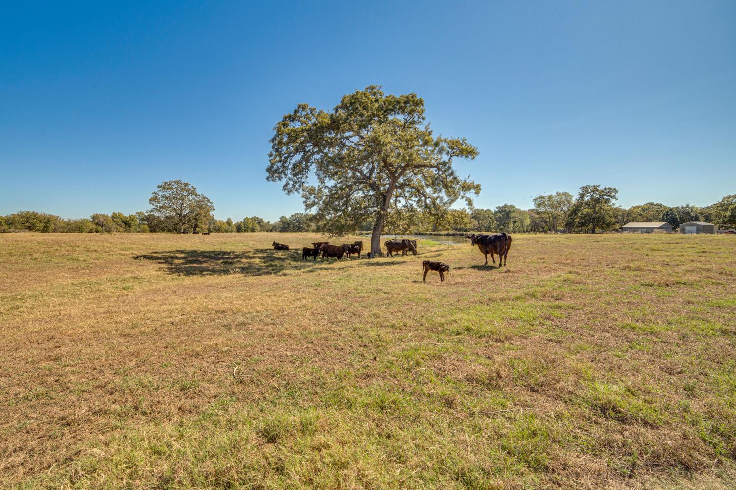 Pond and Grazing Cattle! Rural Getaway Near Van