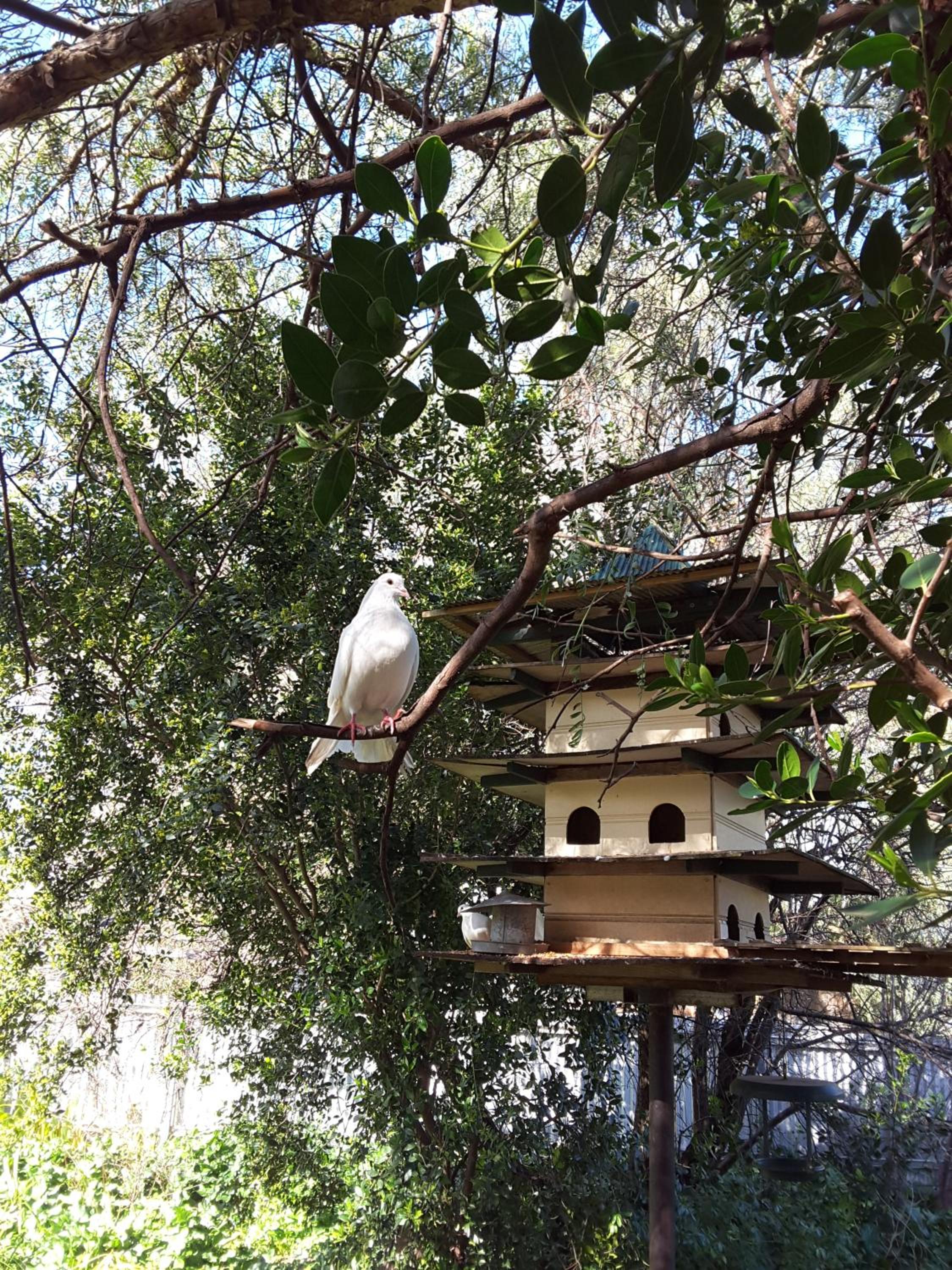The Dove Cote