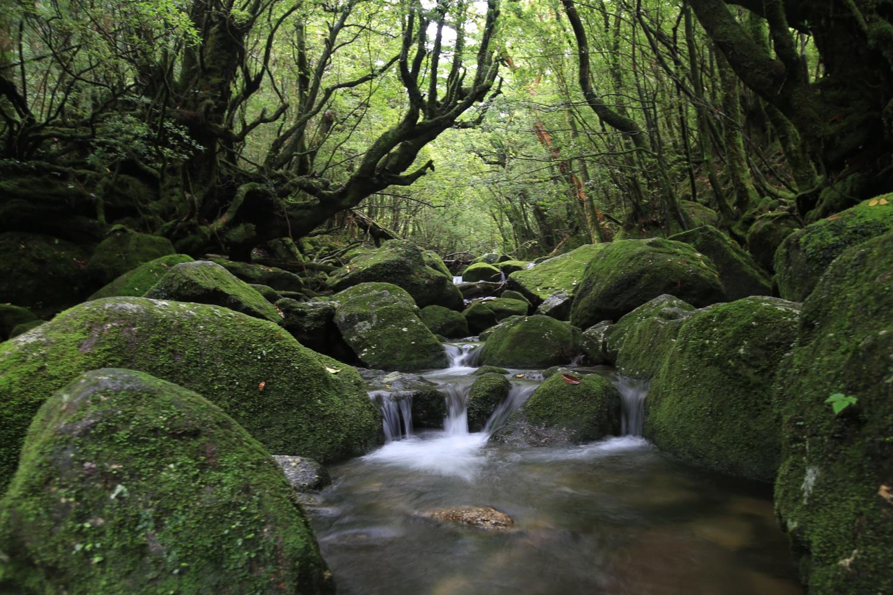 2R Yakushima