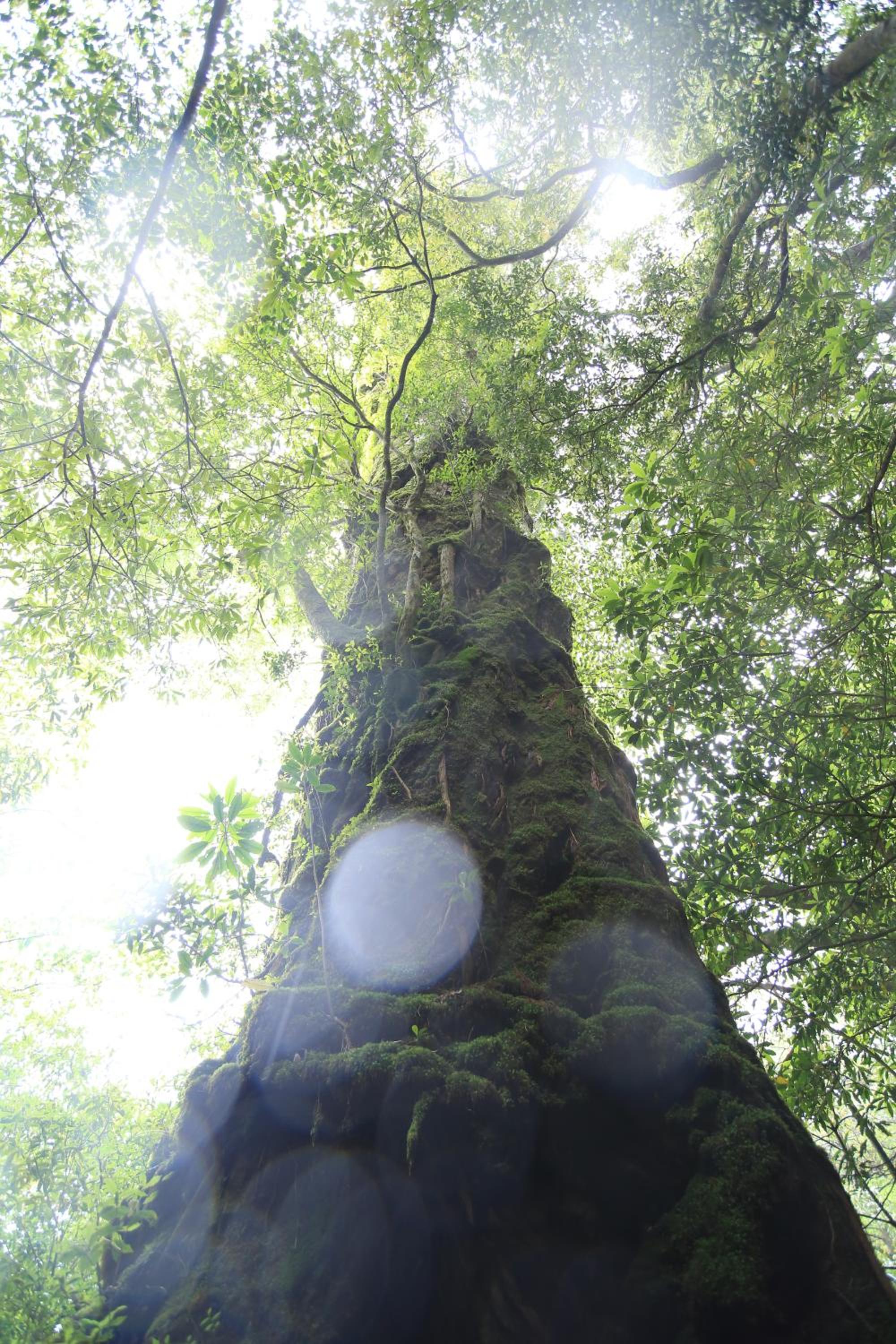 2R Yakushima