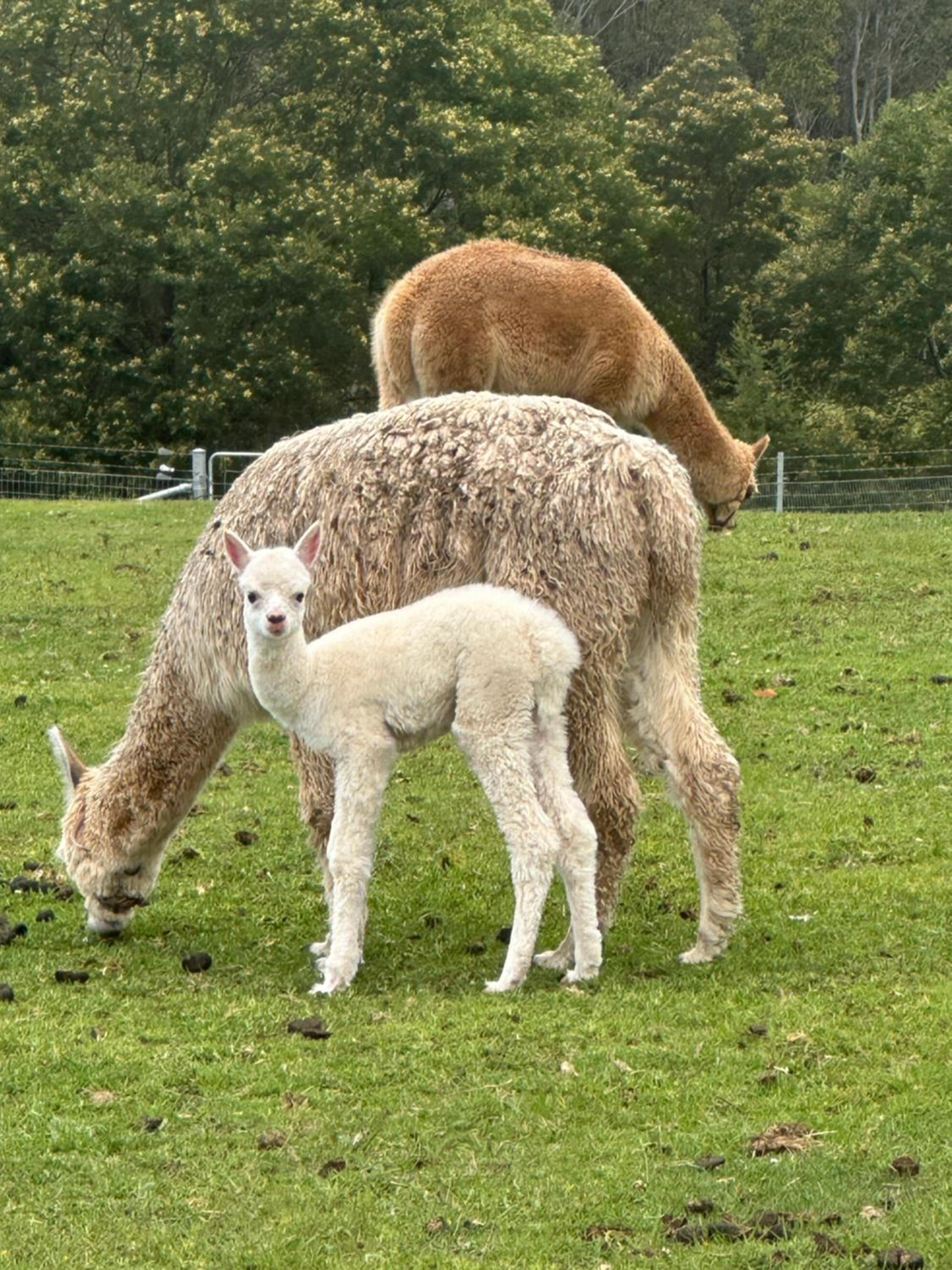 Farm Stay, Mariton Farm