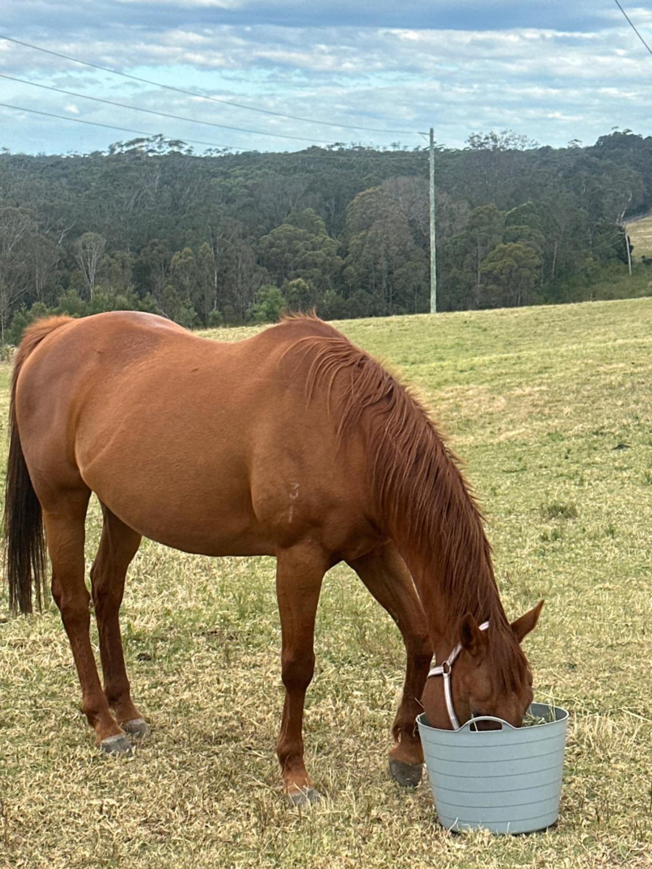 Farm Stay, Mariton Farm
