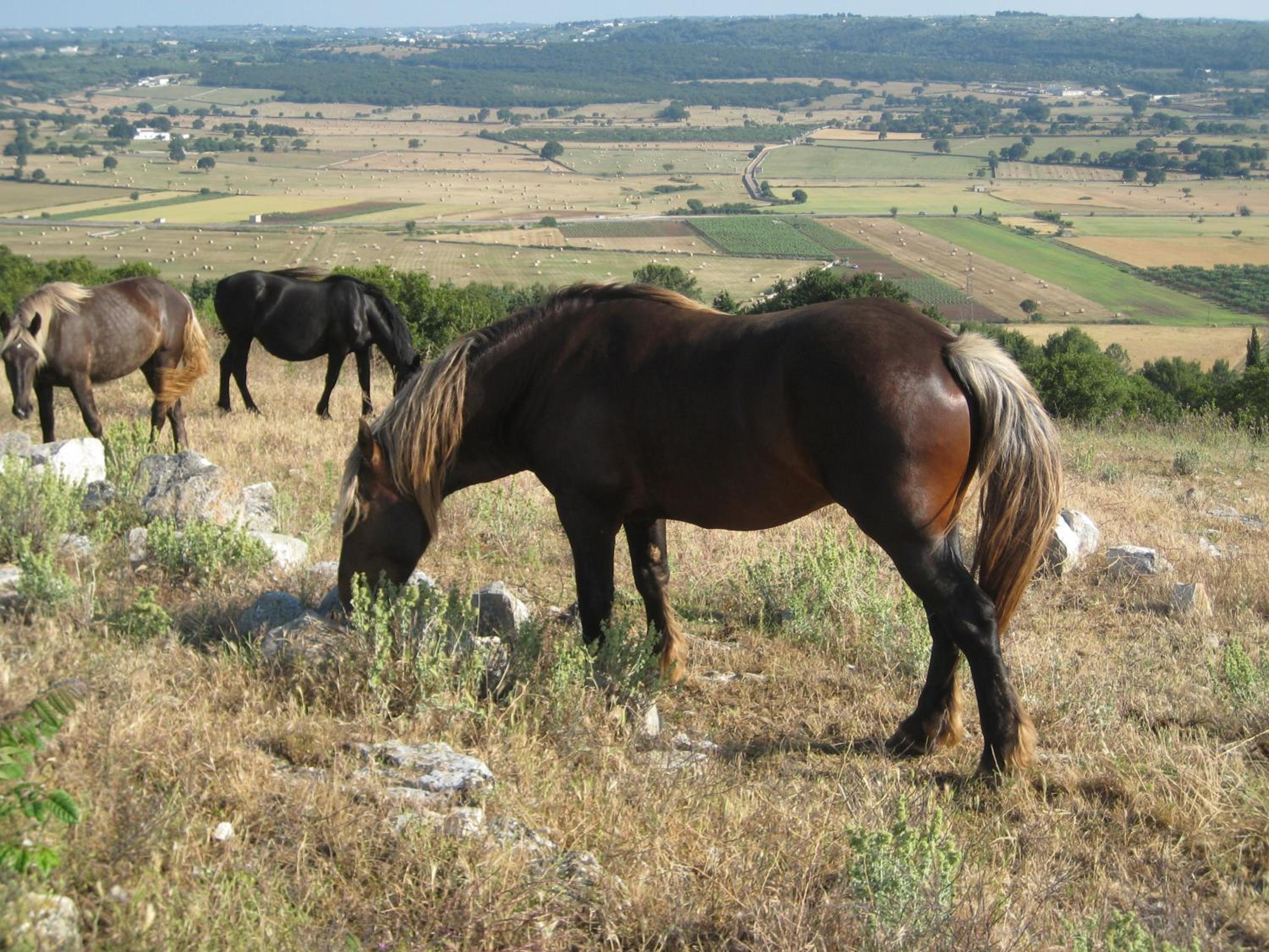 Masseria Torricella