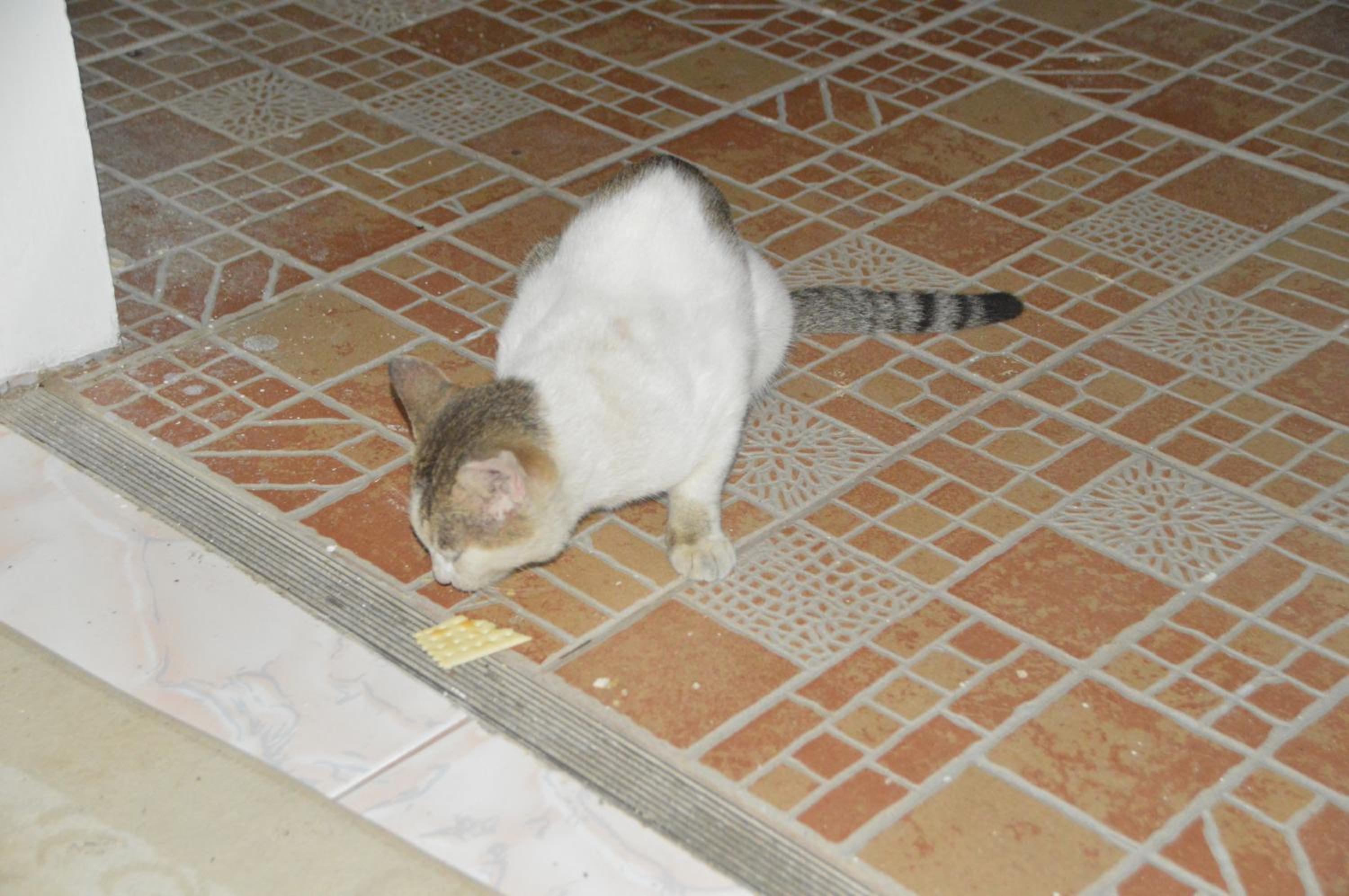 James Homestay