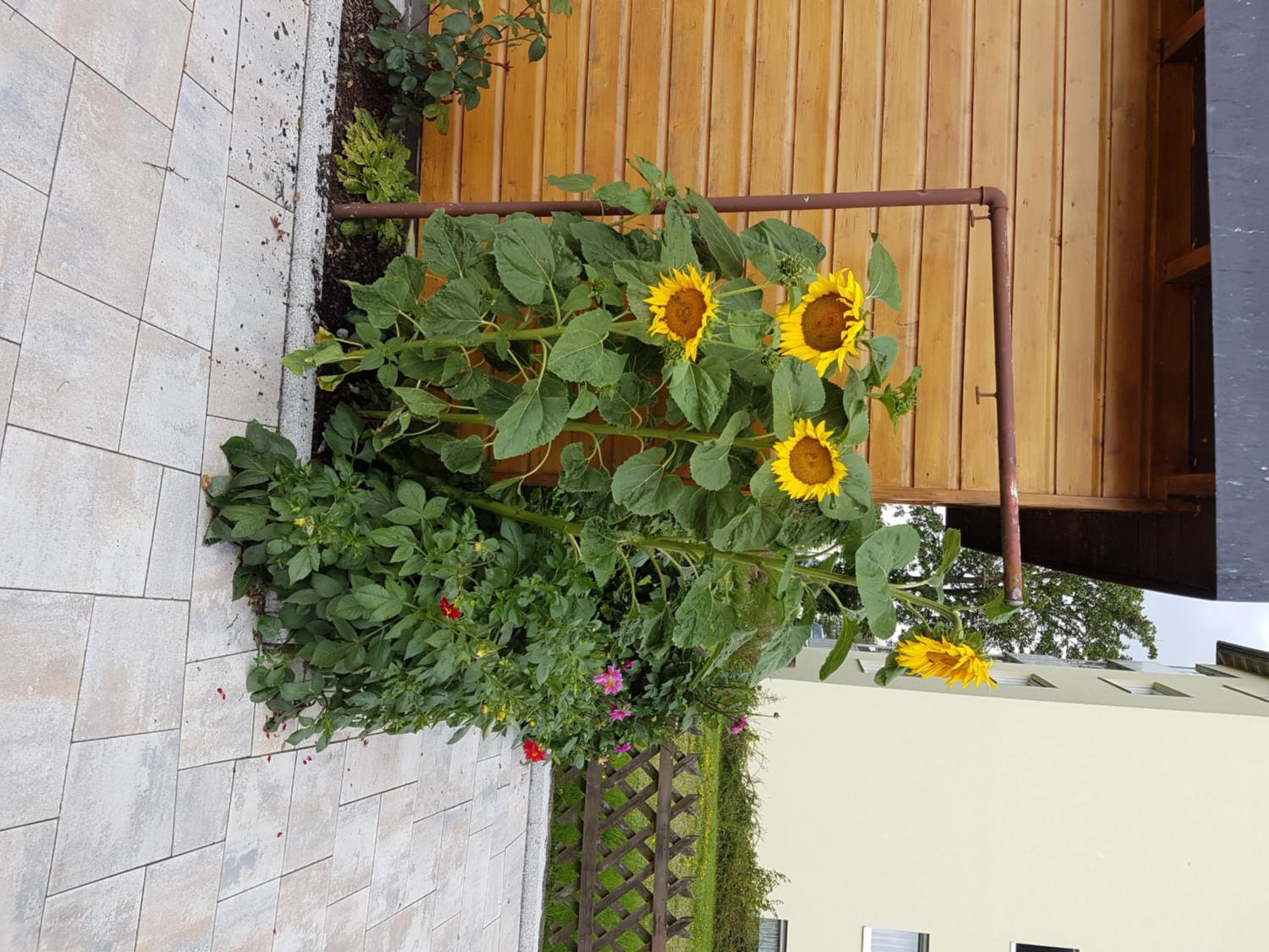 Photo 36