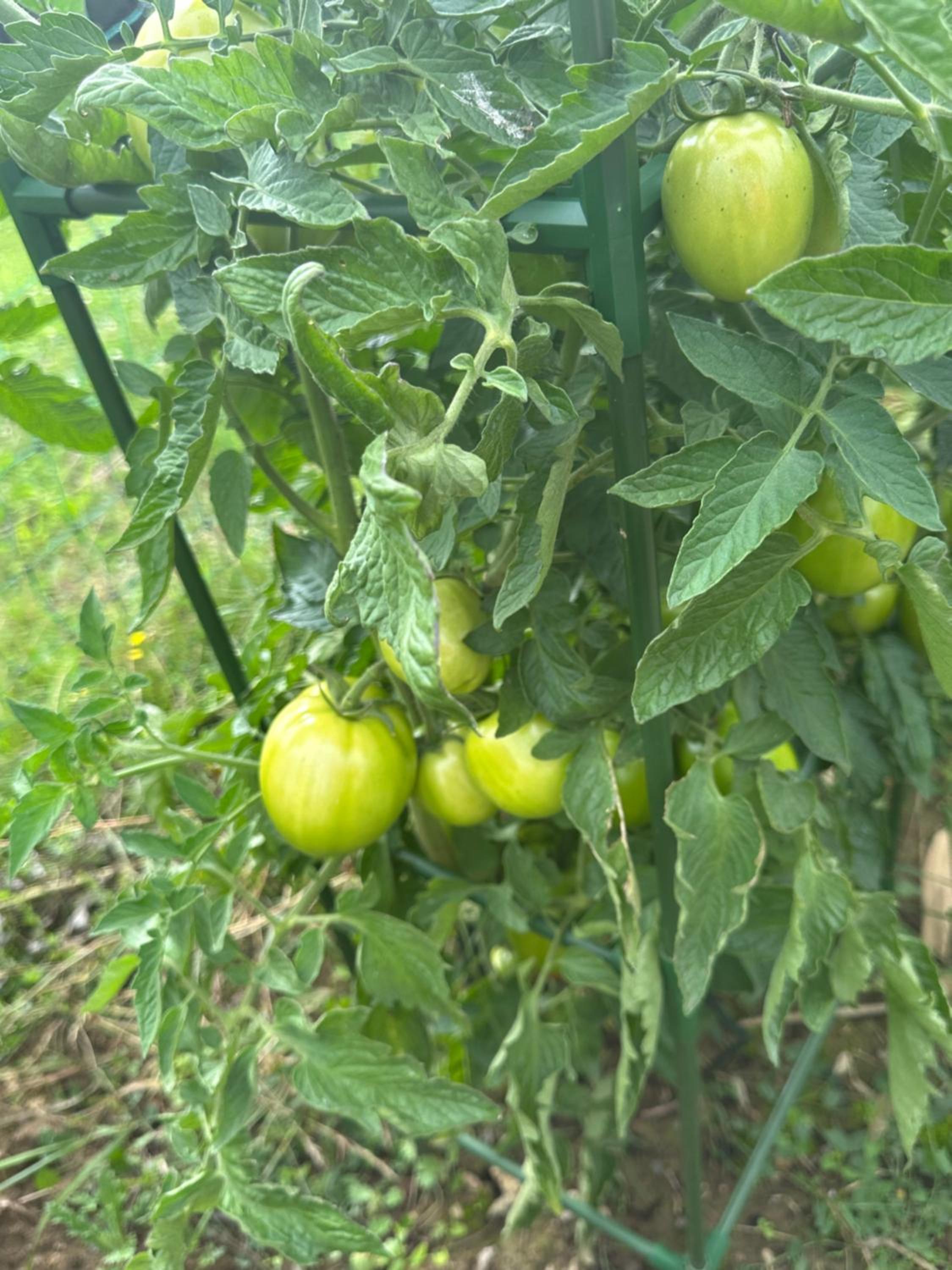 Les mirabelliers