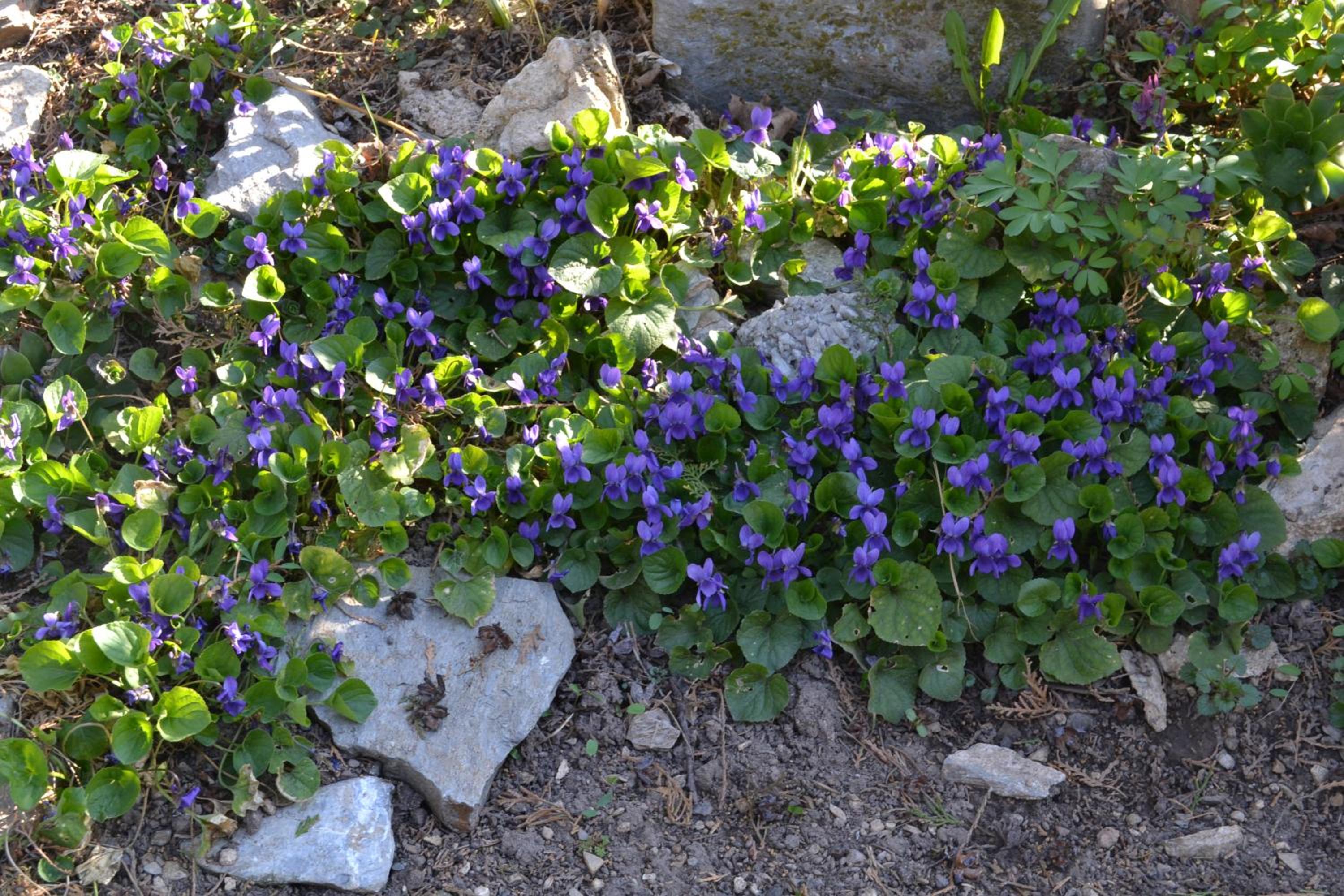 Photo 43