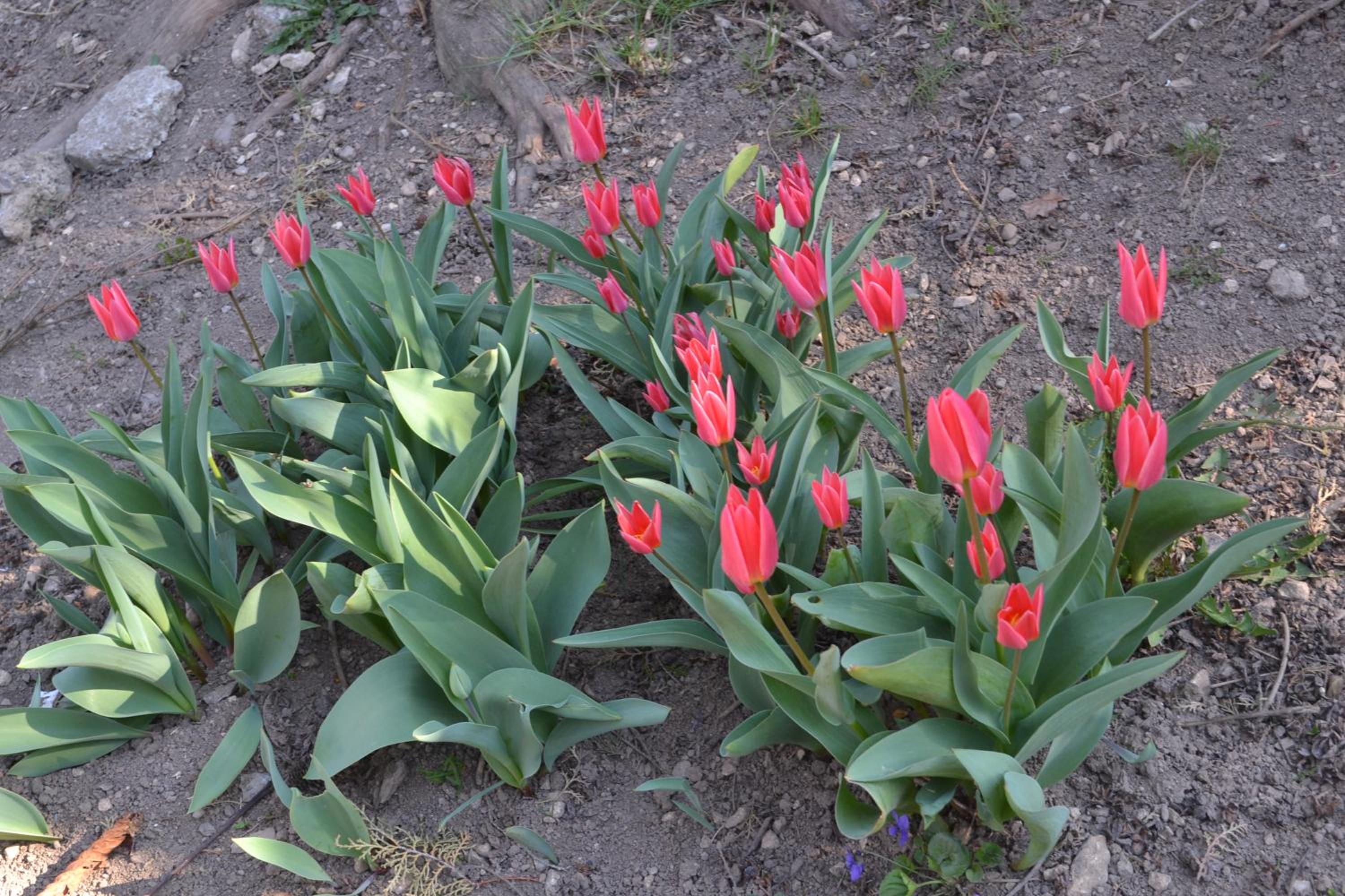 Photo 42