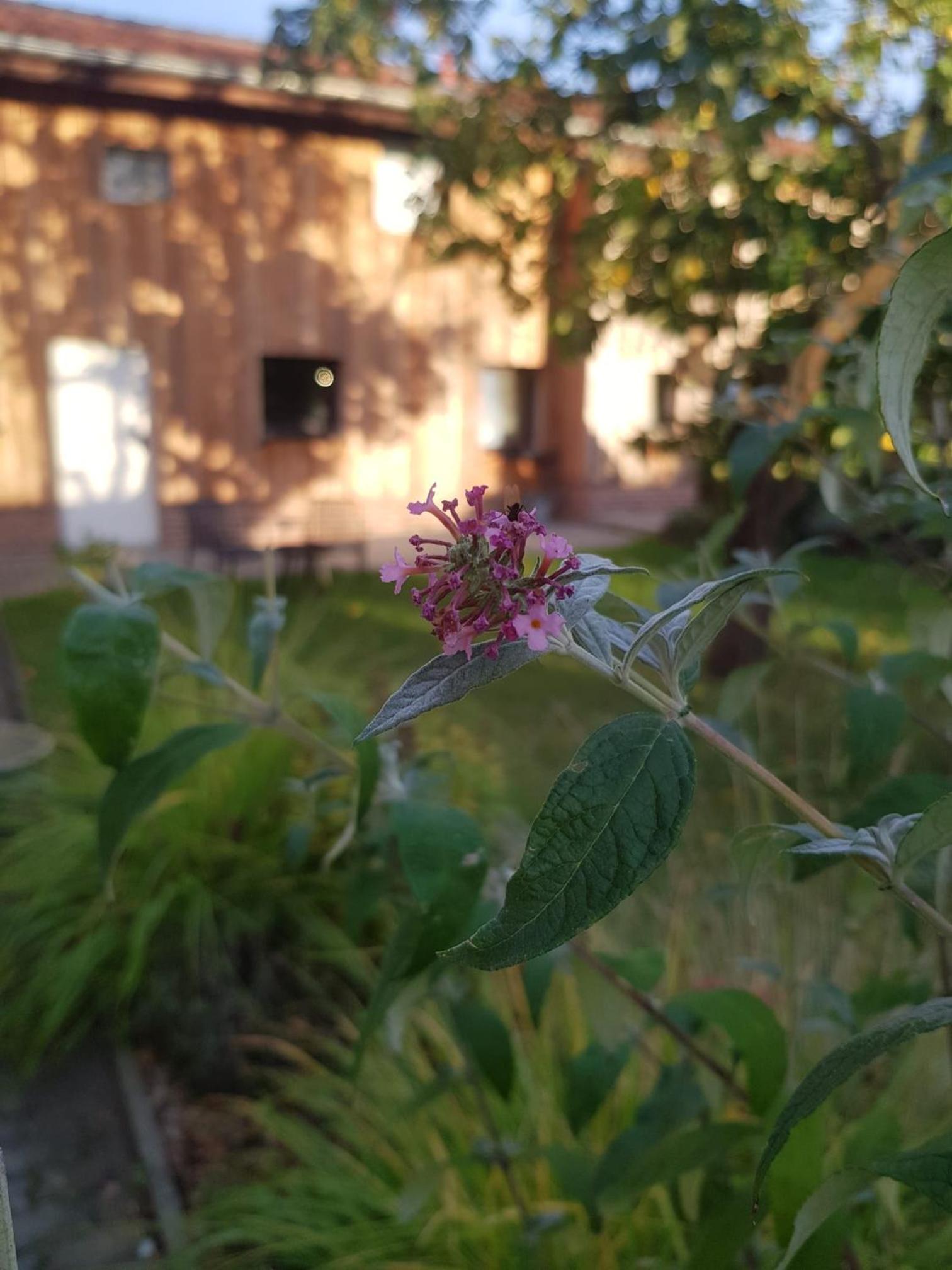Kochstedter Wohnstuben - Wohnen mit Naturbaustoffen in der Bauhausstadt Dessau