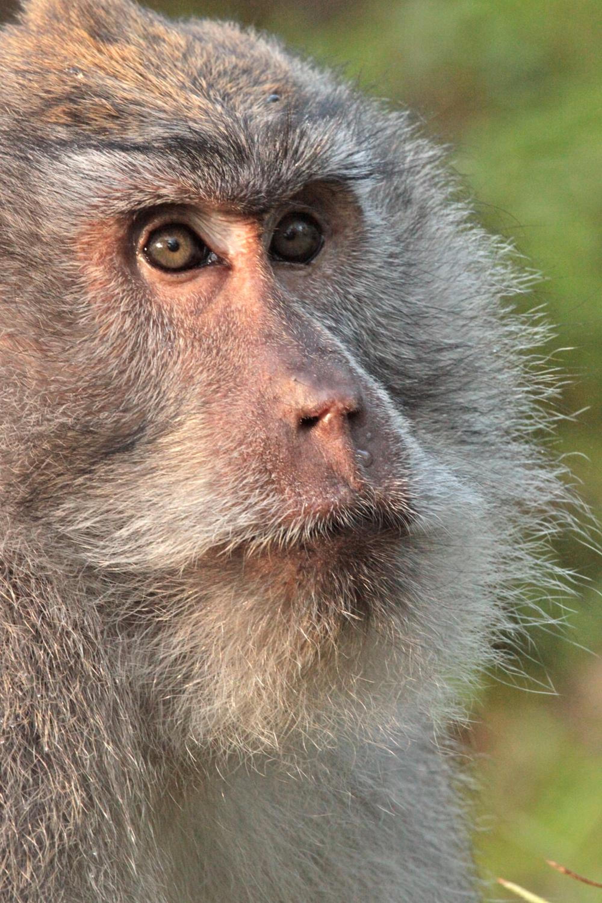 Sarinbuana Eco Lodge
