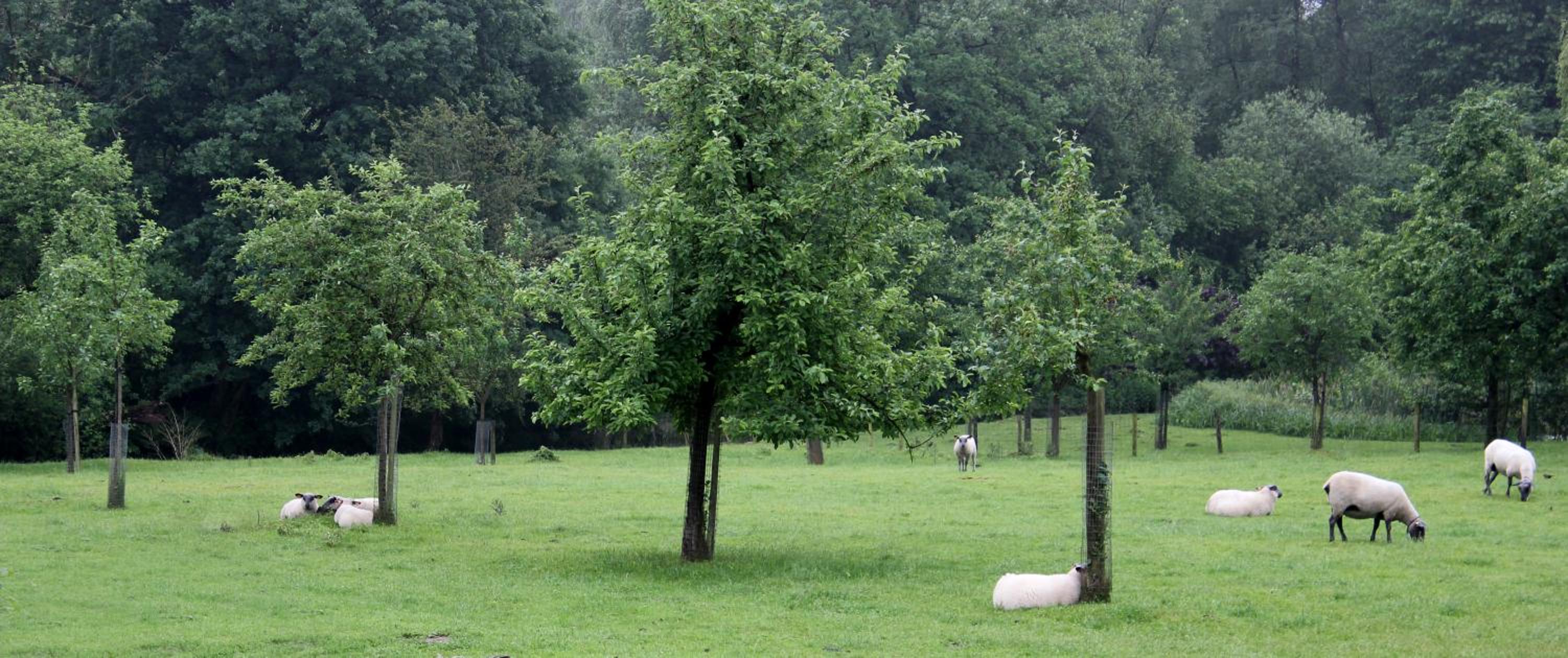 Bosbeekvallei