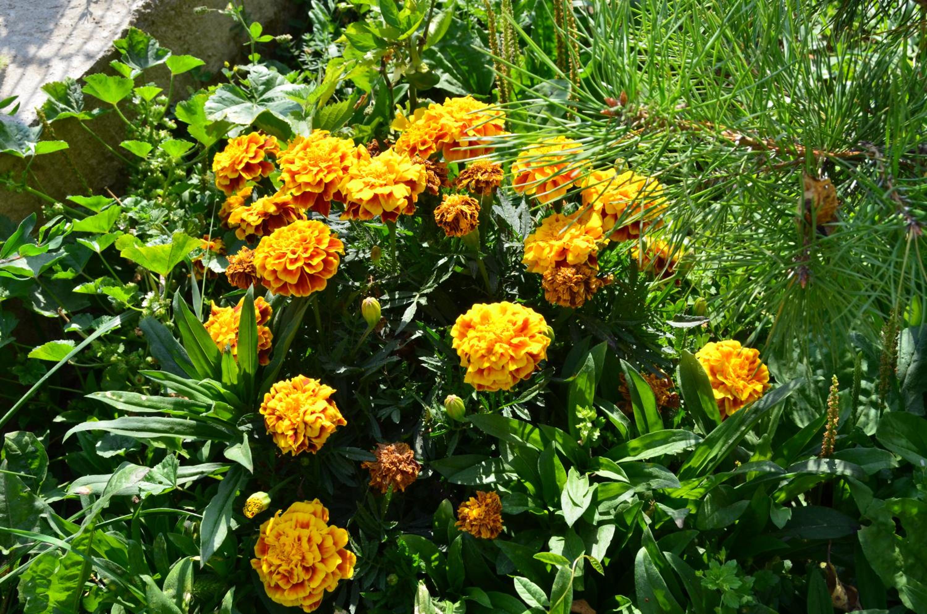 Green Dilijan B&B