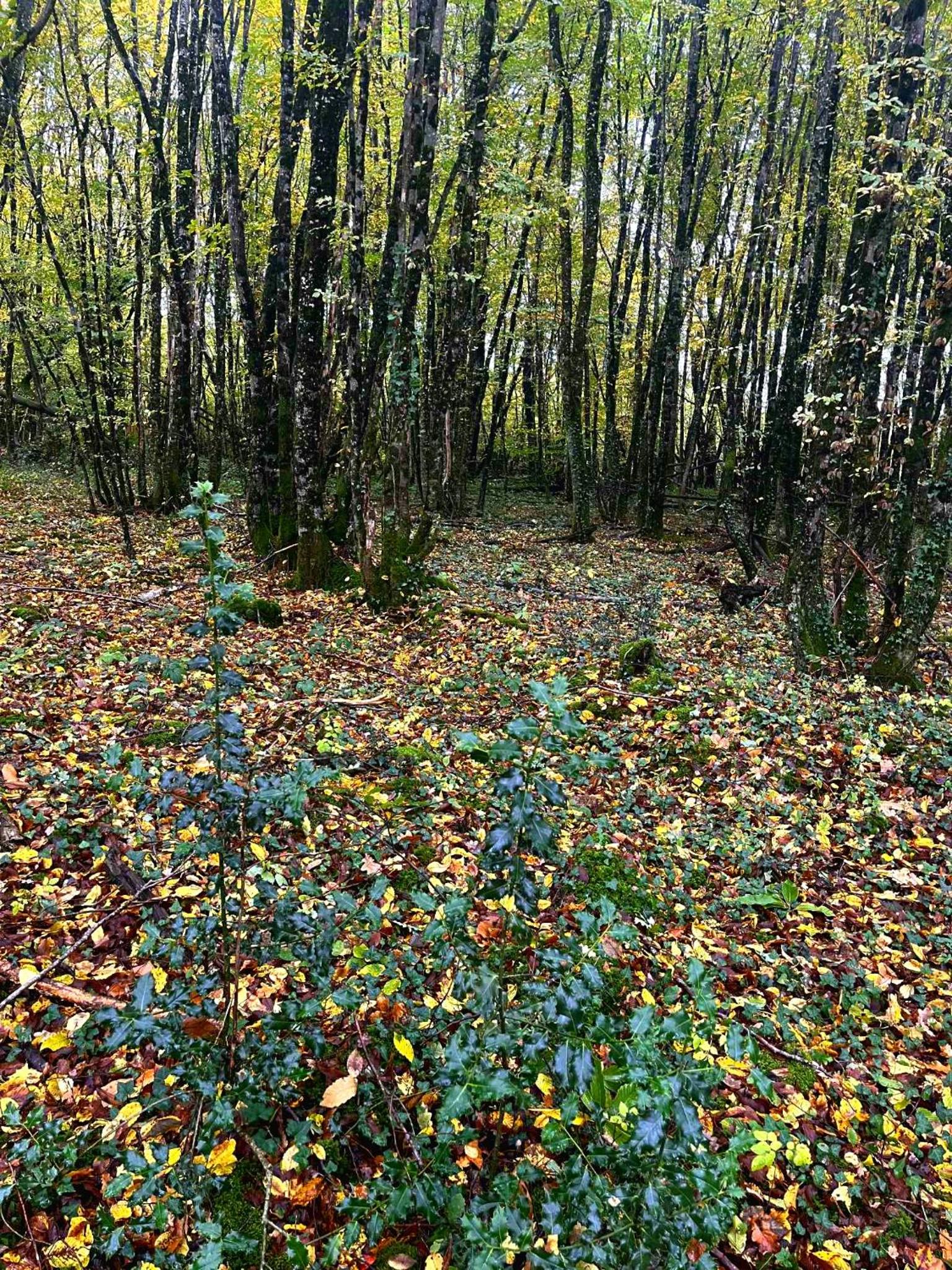 Cabane-Spa Cocon du Gast