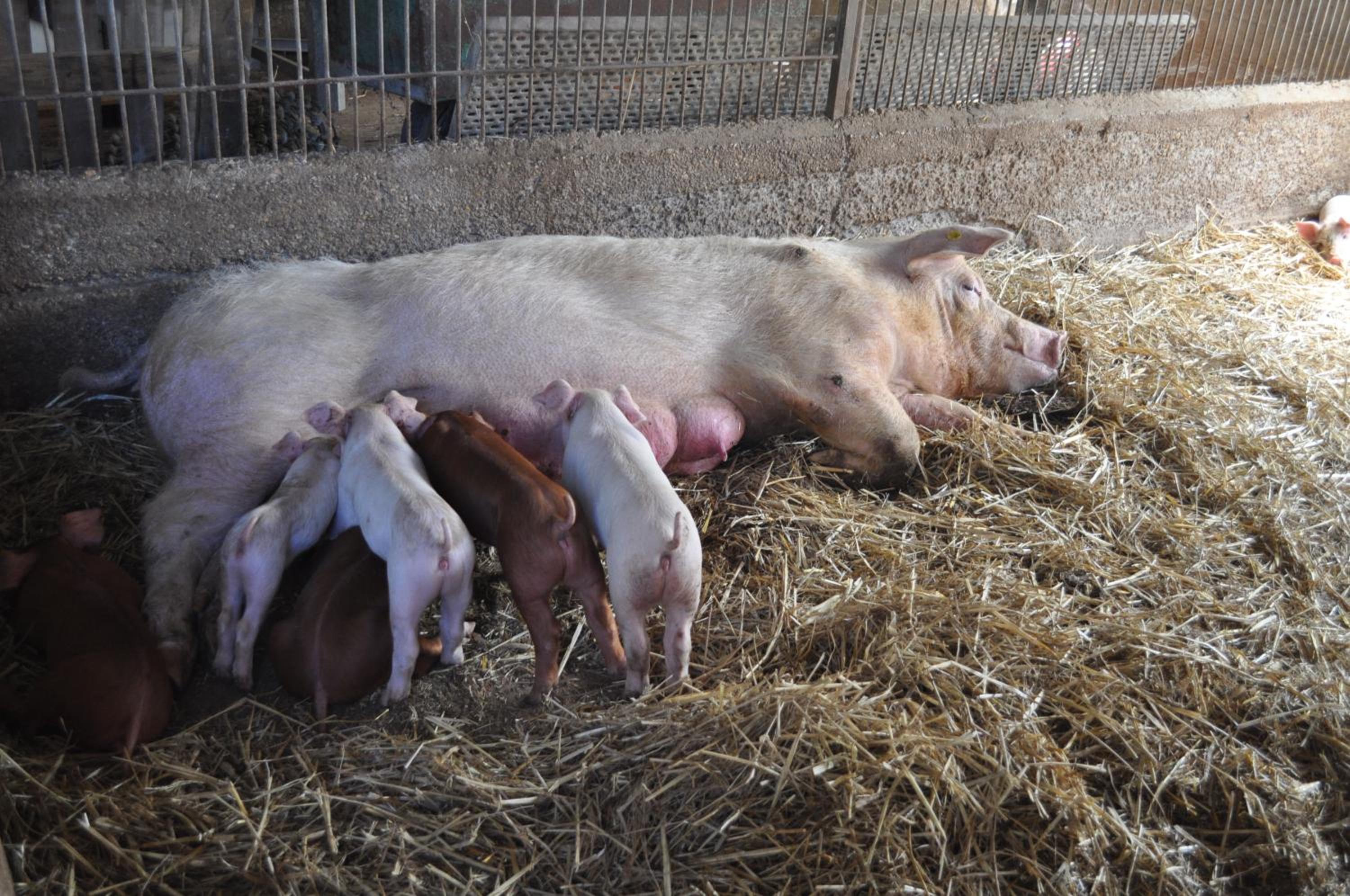 Farm stay Il Carro del Colle