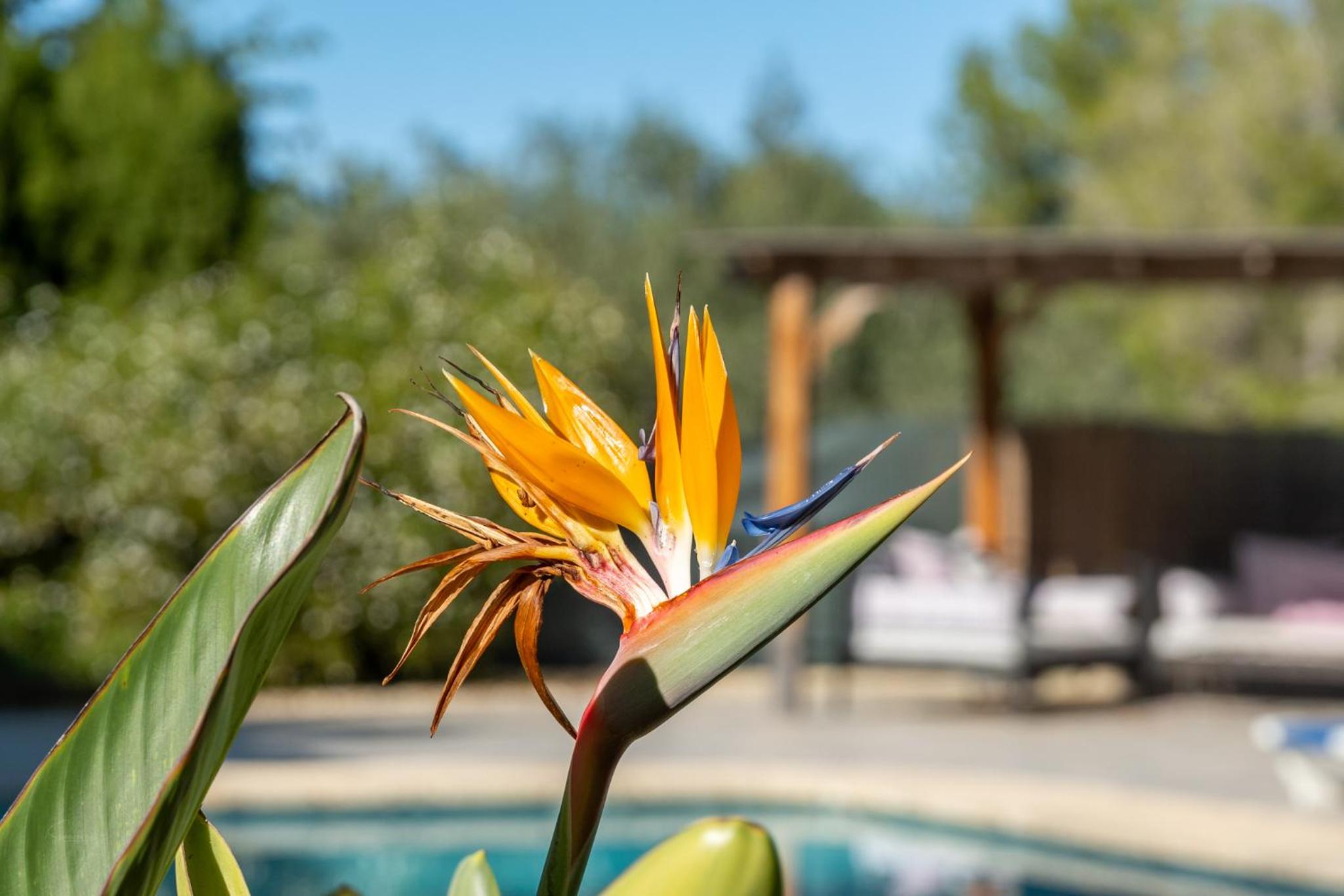 Villa Alegria Villa Apt with Sole Use of Private Pool