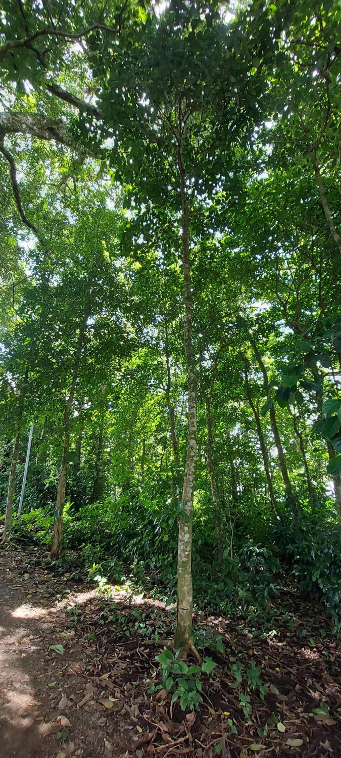 Bosquelago houserental