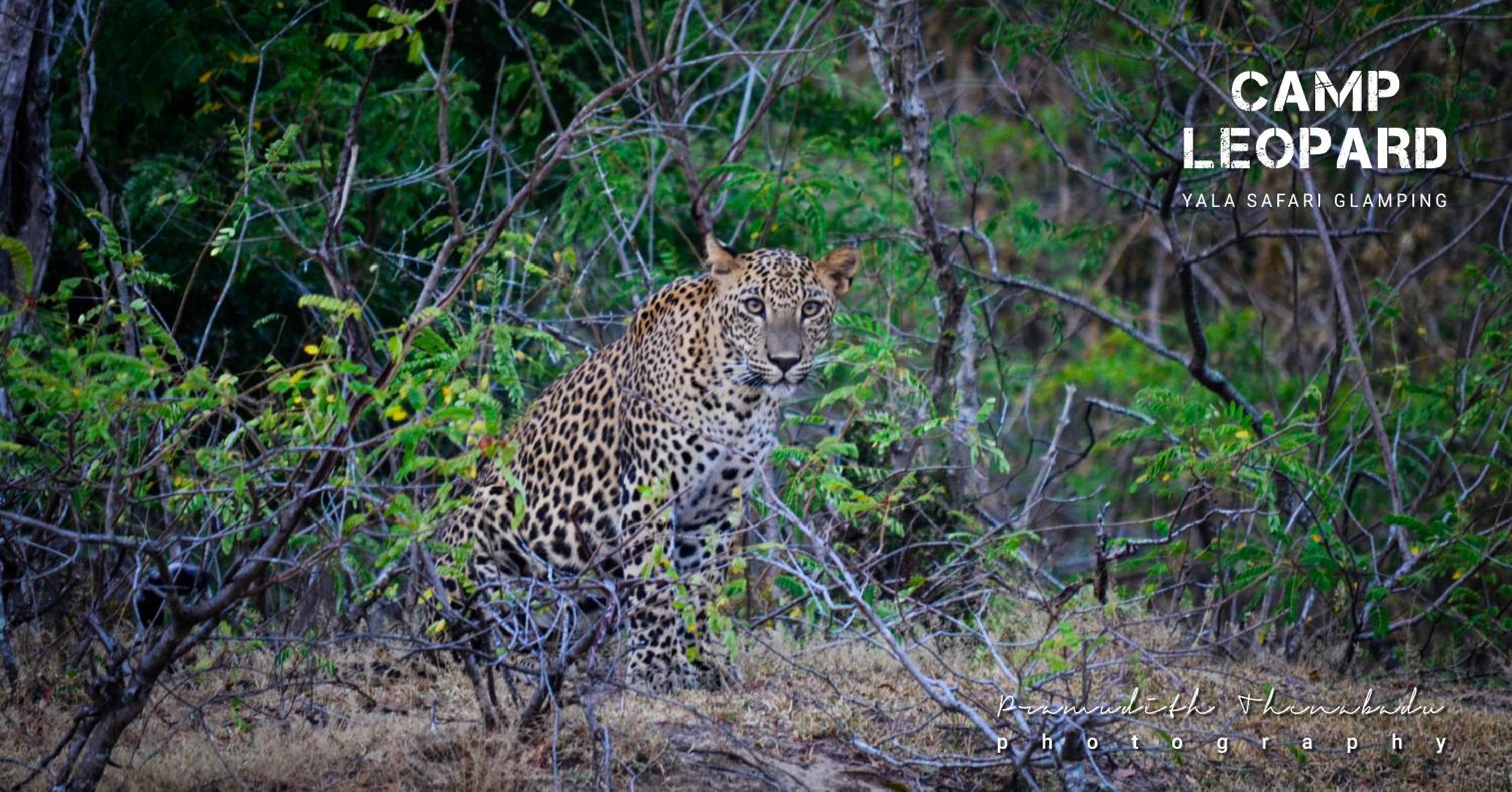 Camp Leopard - Yala Safari Glamping