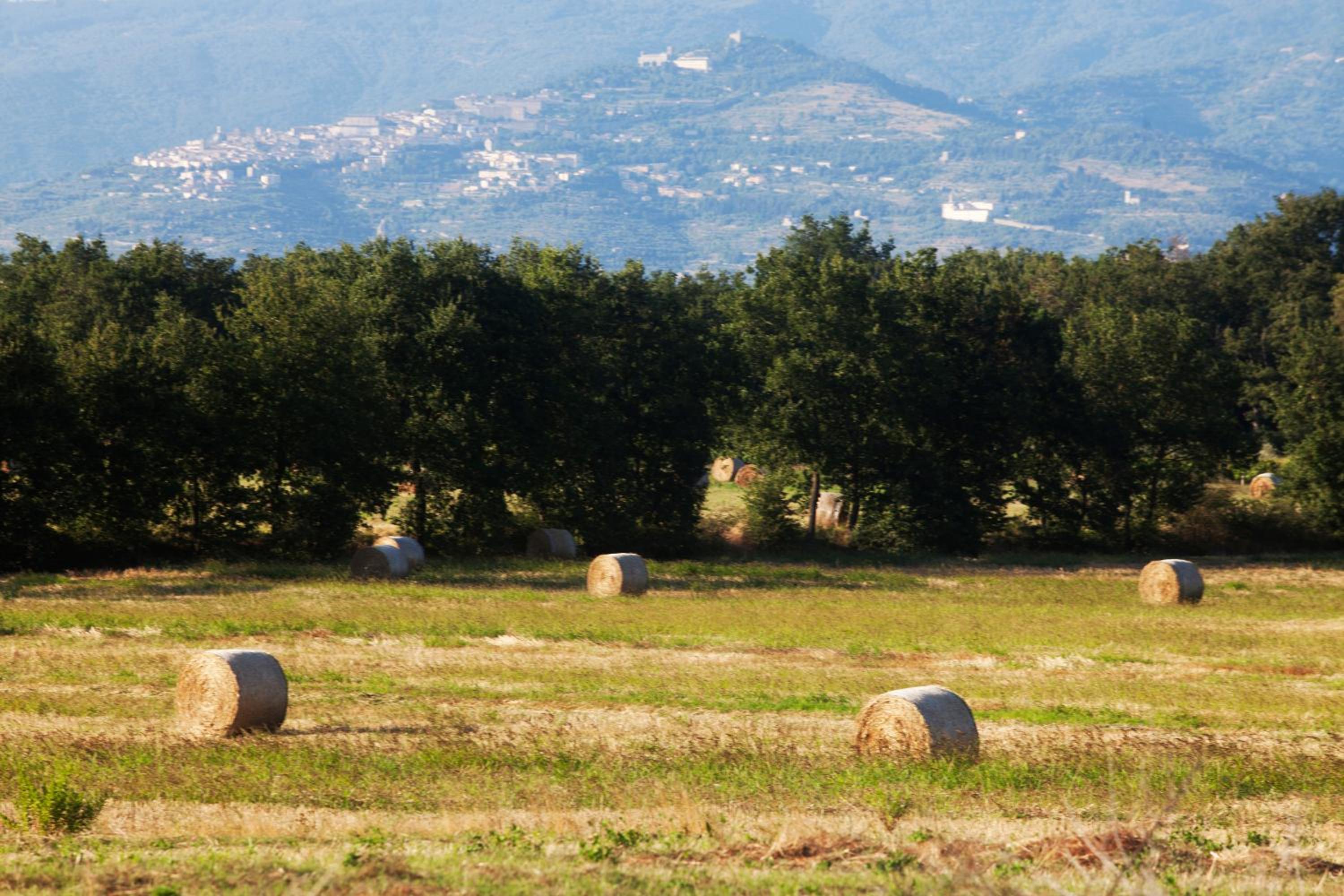 Borgo Iris