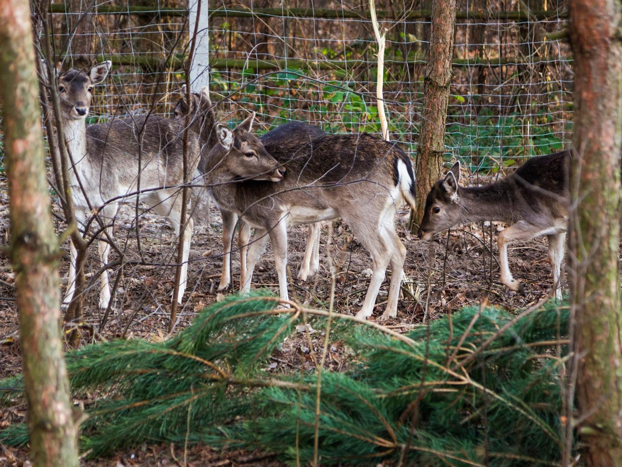 Photo 40