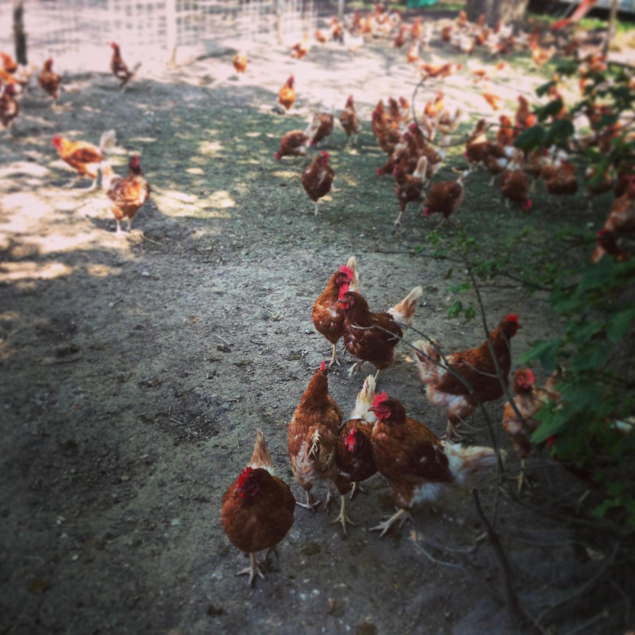 La Ferme du Lignon