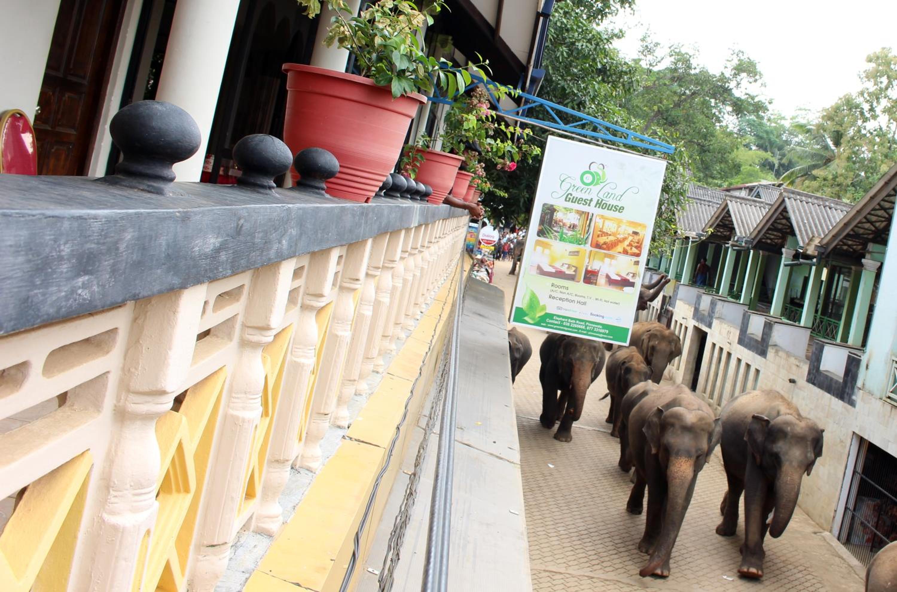 Green Land Guest House view 5
