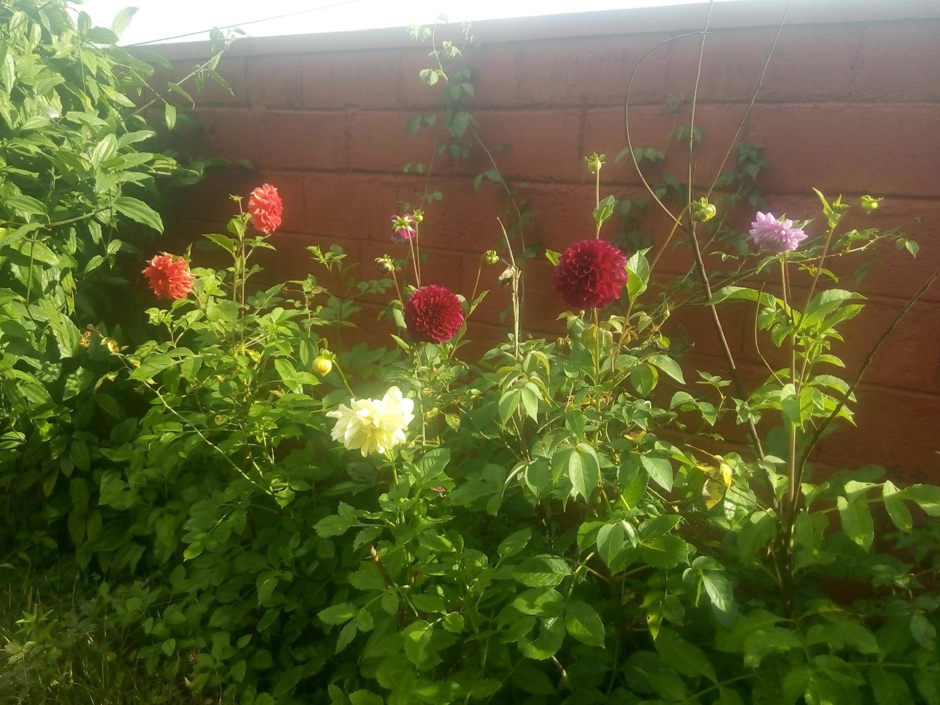 Photo 11