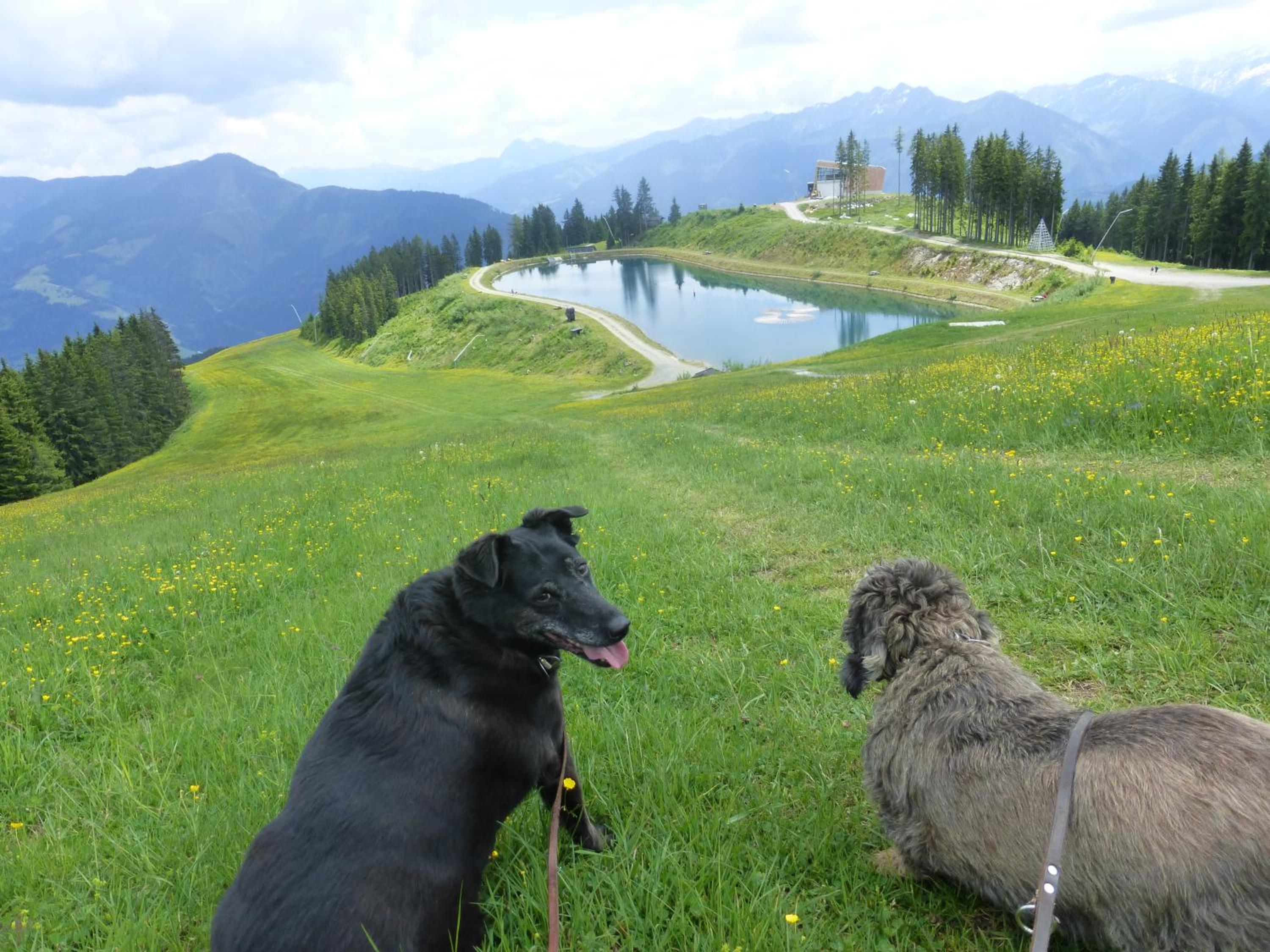 Pension Alpenrose