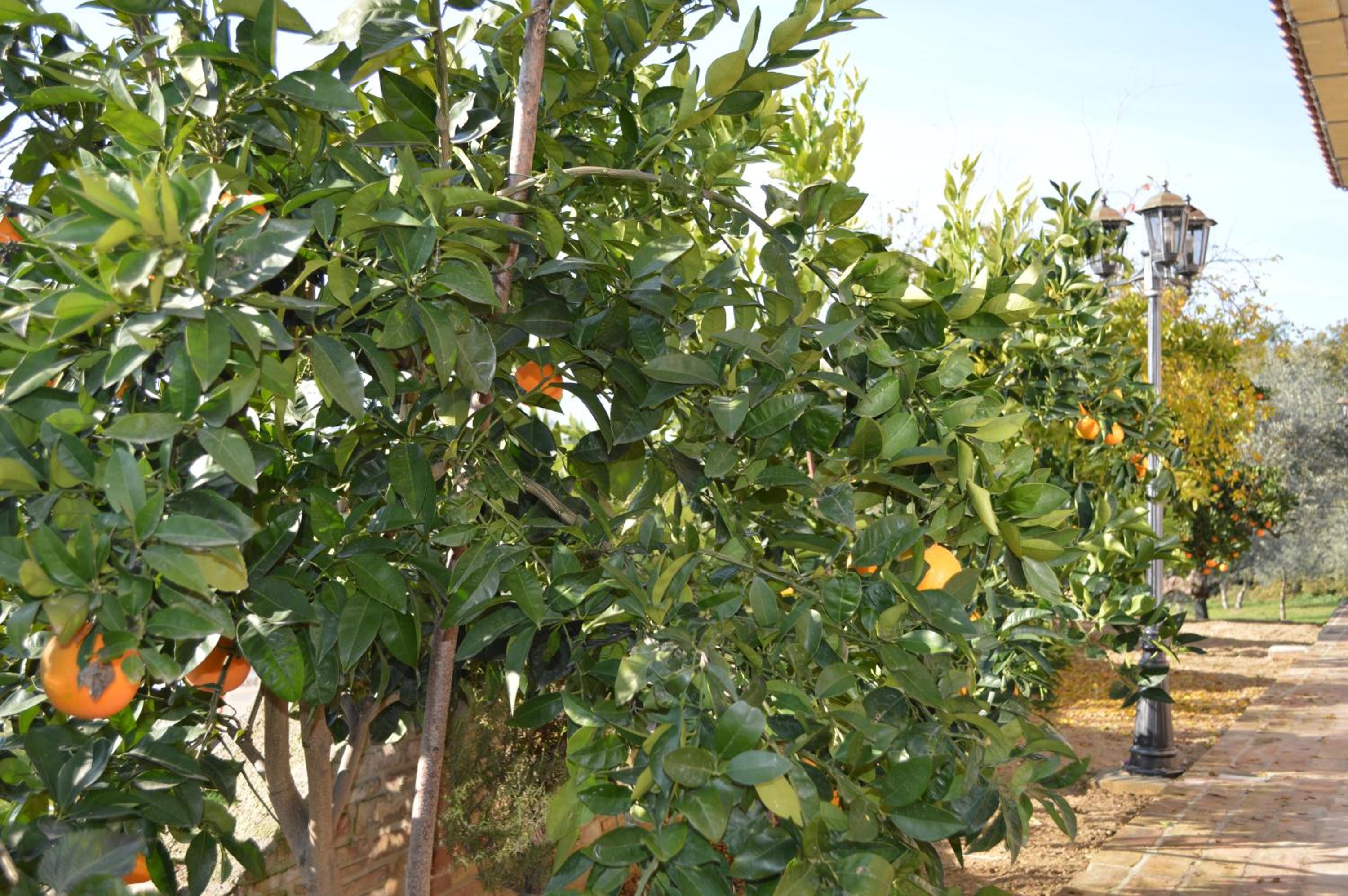 Casale del Sole