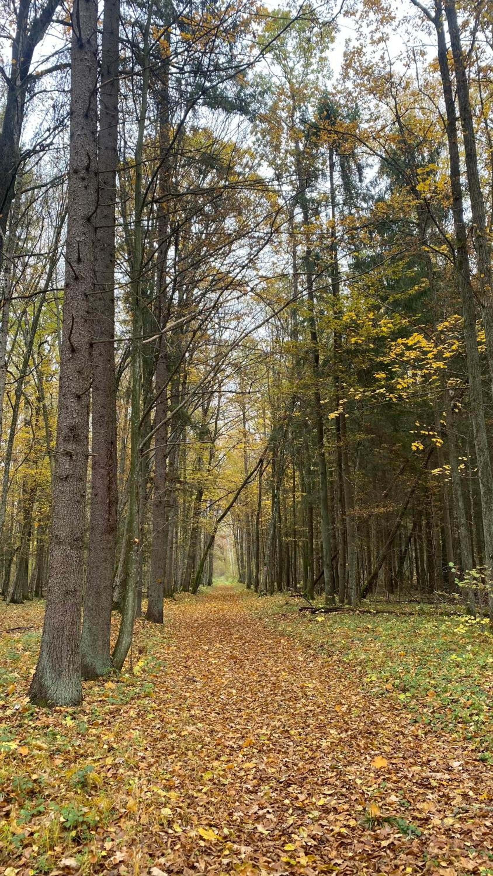 Ostoja Białowieska, photo 11