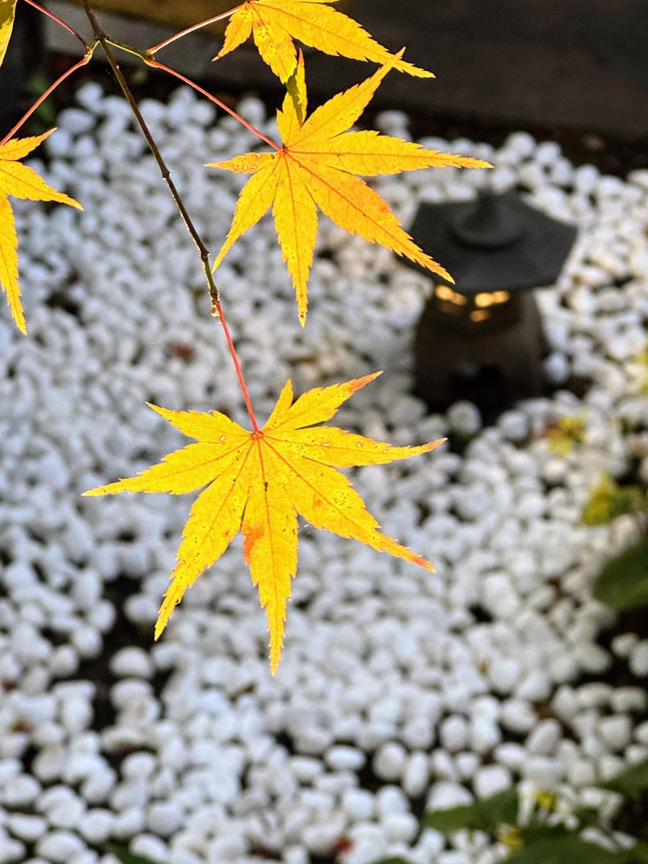 Yufuin Ryokan Yufumomiji